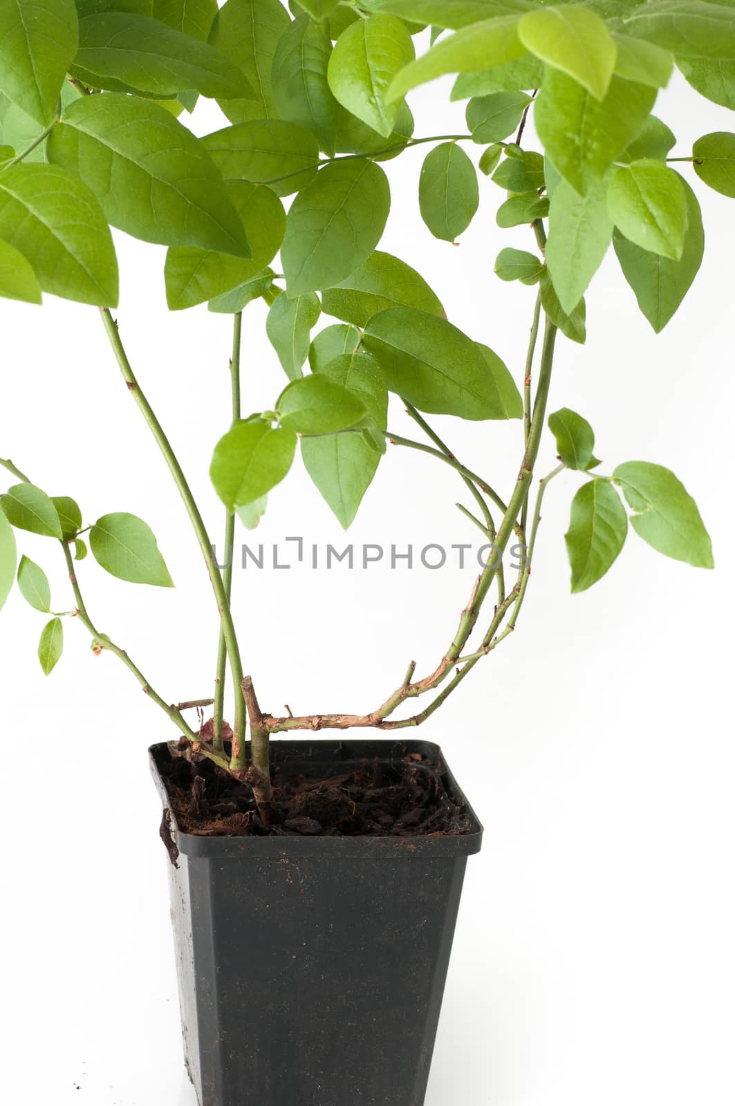 blueberry plant with pot and roots