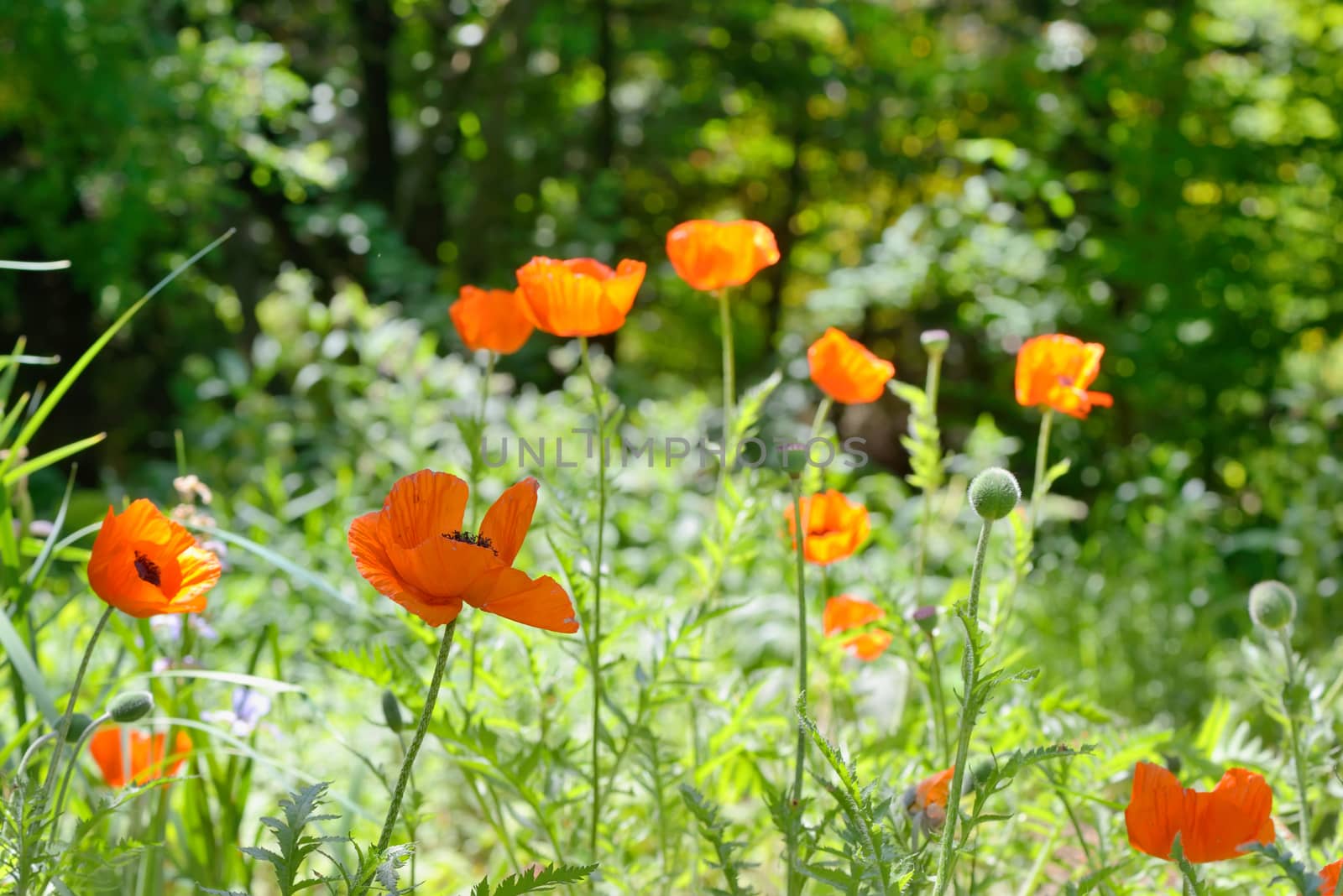 Wild Poppies in summer forest
