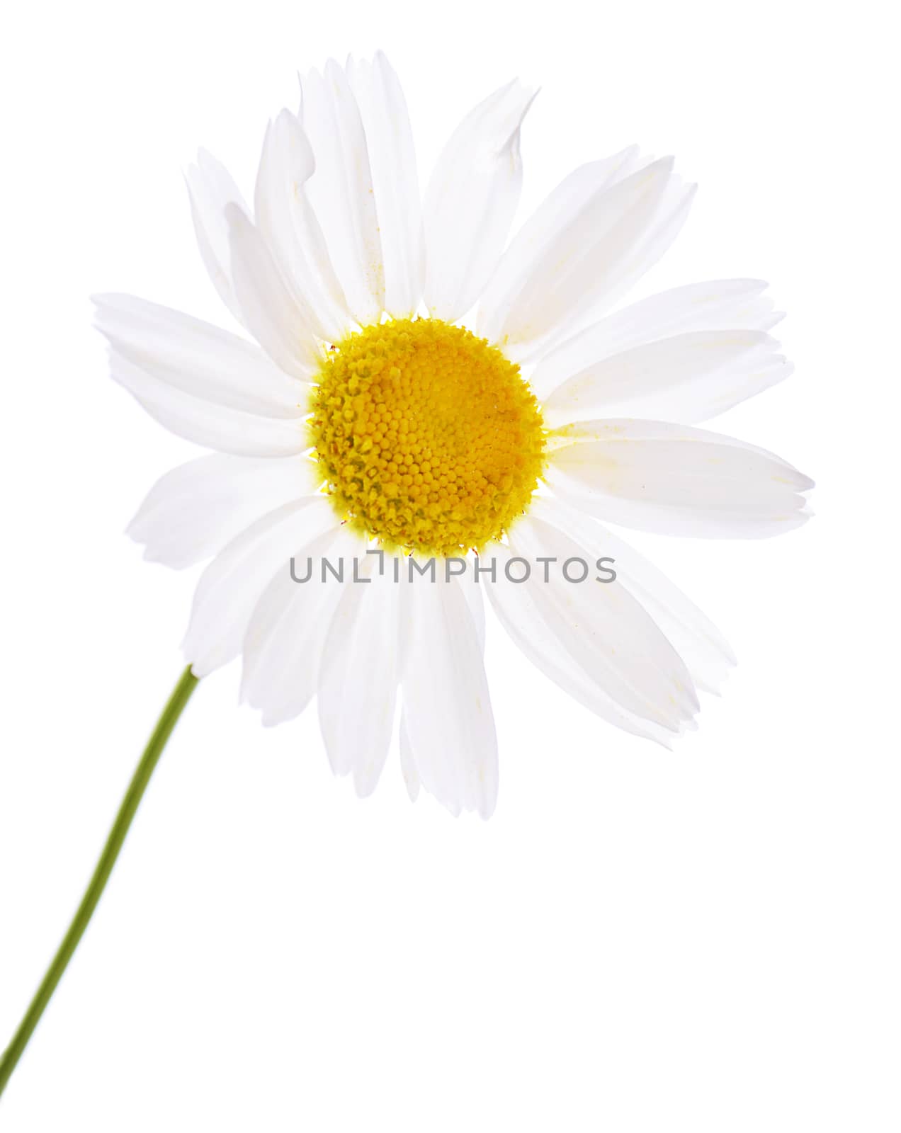 The beautiful daisy isolated on white background