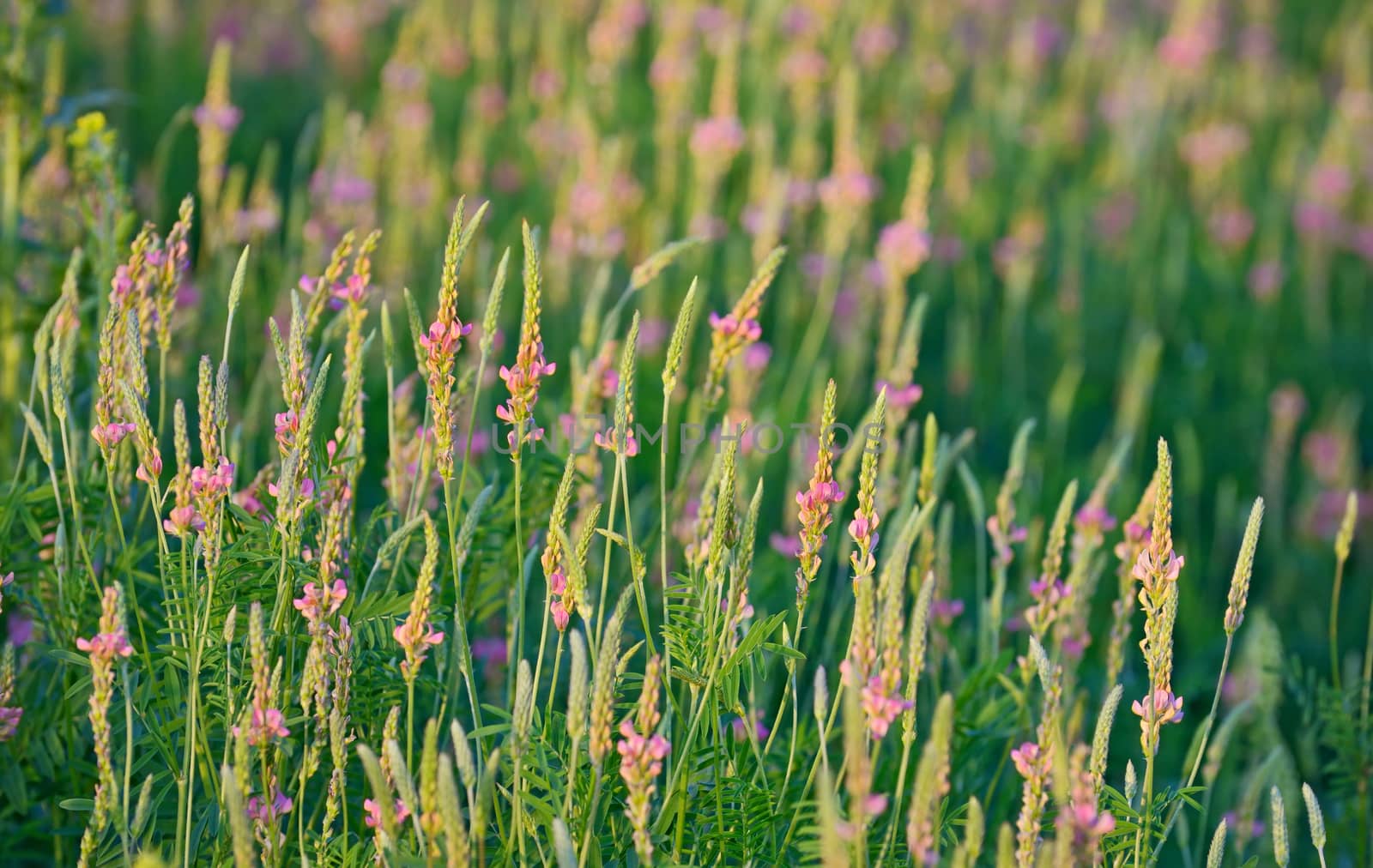 flowering Sainfoin, Onobrychis viciifolia on field