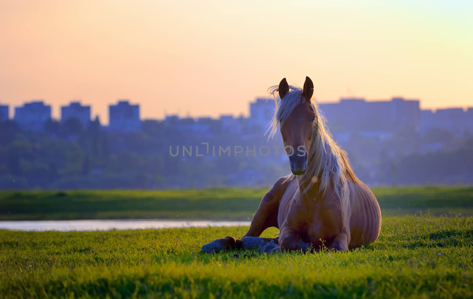 horse sitting in sunset on grass