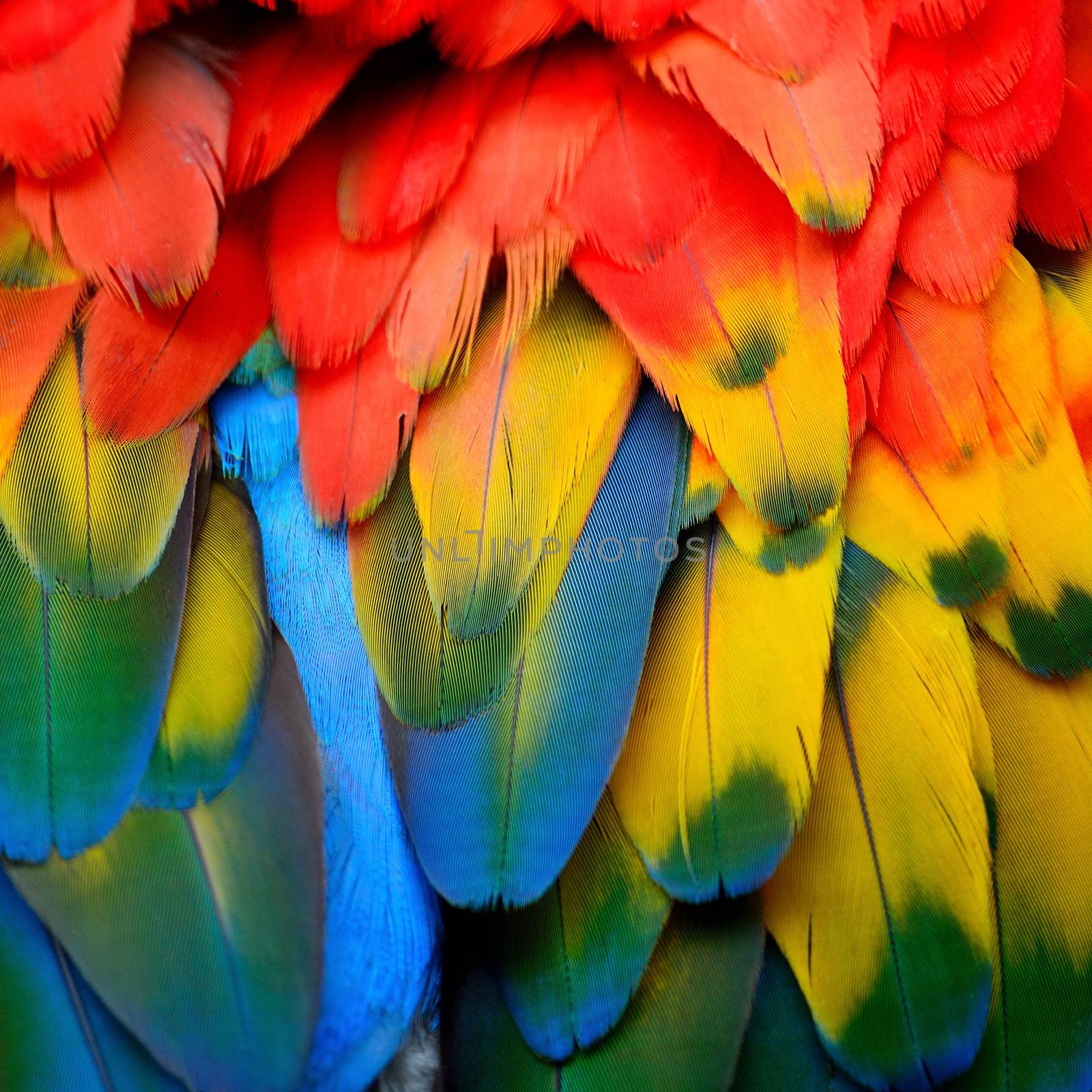 Beautiful background of Scarlet Macaw feathers pattern