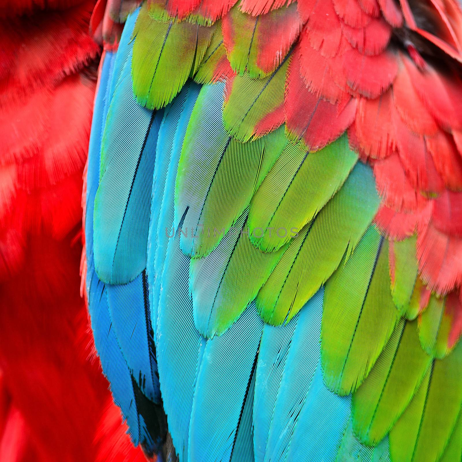 Beautiful background of Greenwinged Macaw feathers pattern