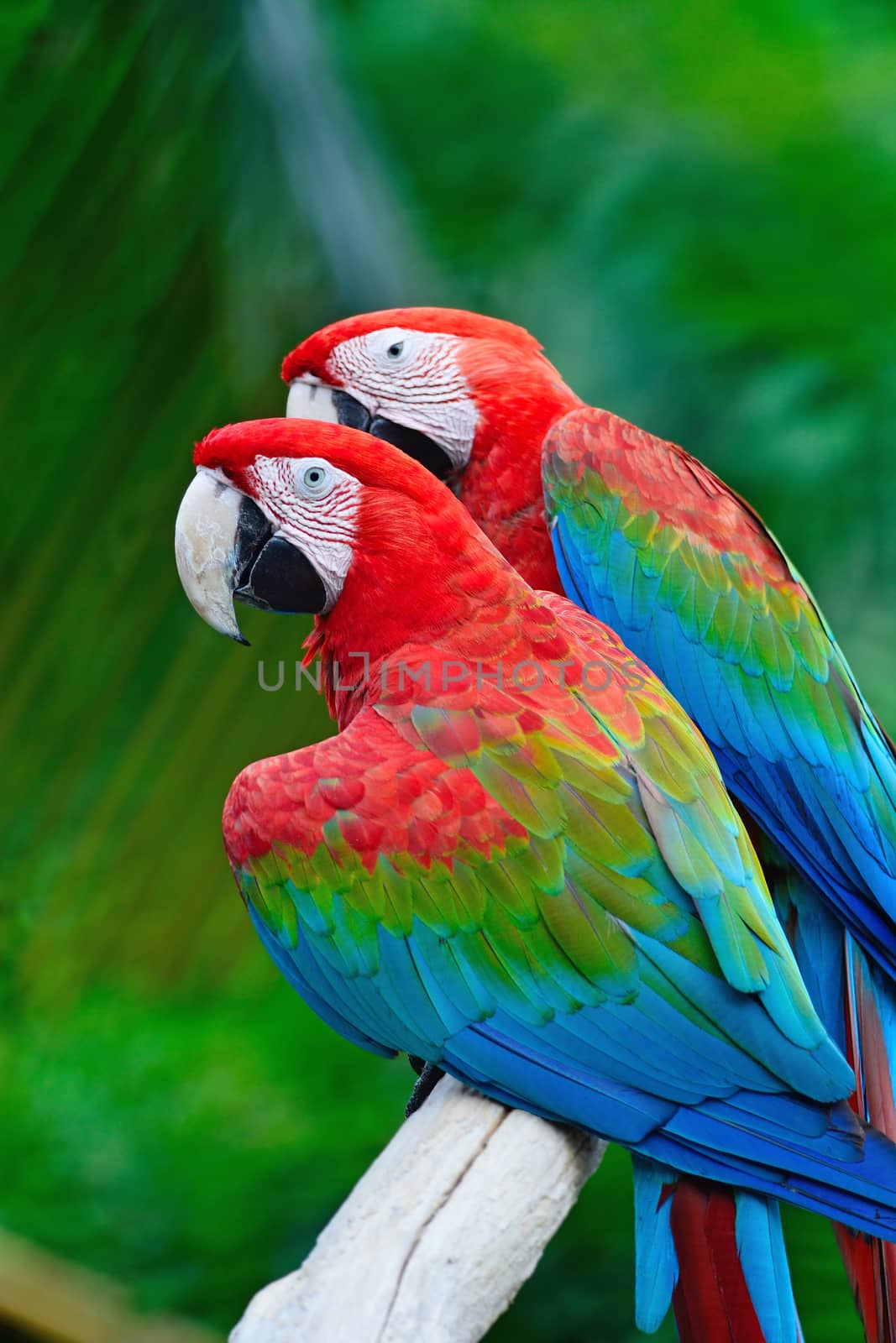 Beautiful parrot bird, two Greenwinged Macaw, standing on the log