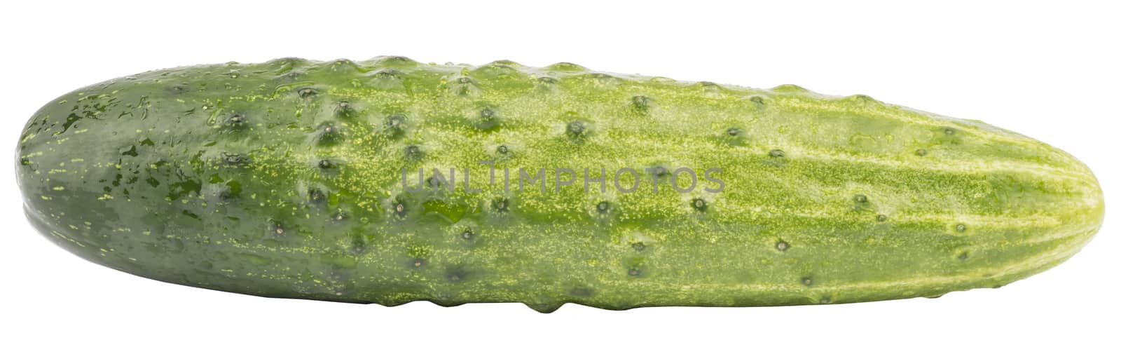 Fresh green cucumber on isolated white background