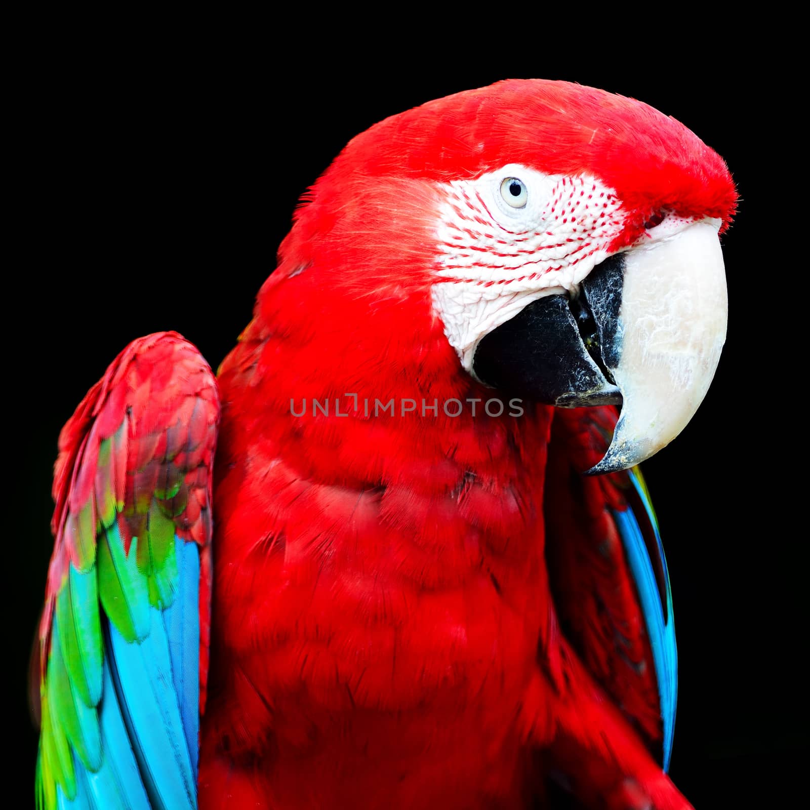 Beautiful parrot bird, Greenwinged Macaw, isolated on black background, head profile
