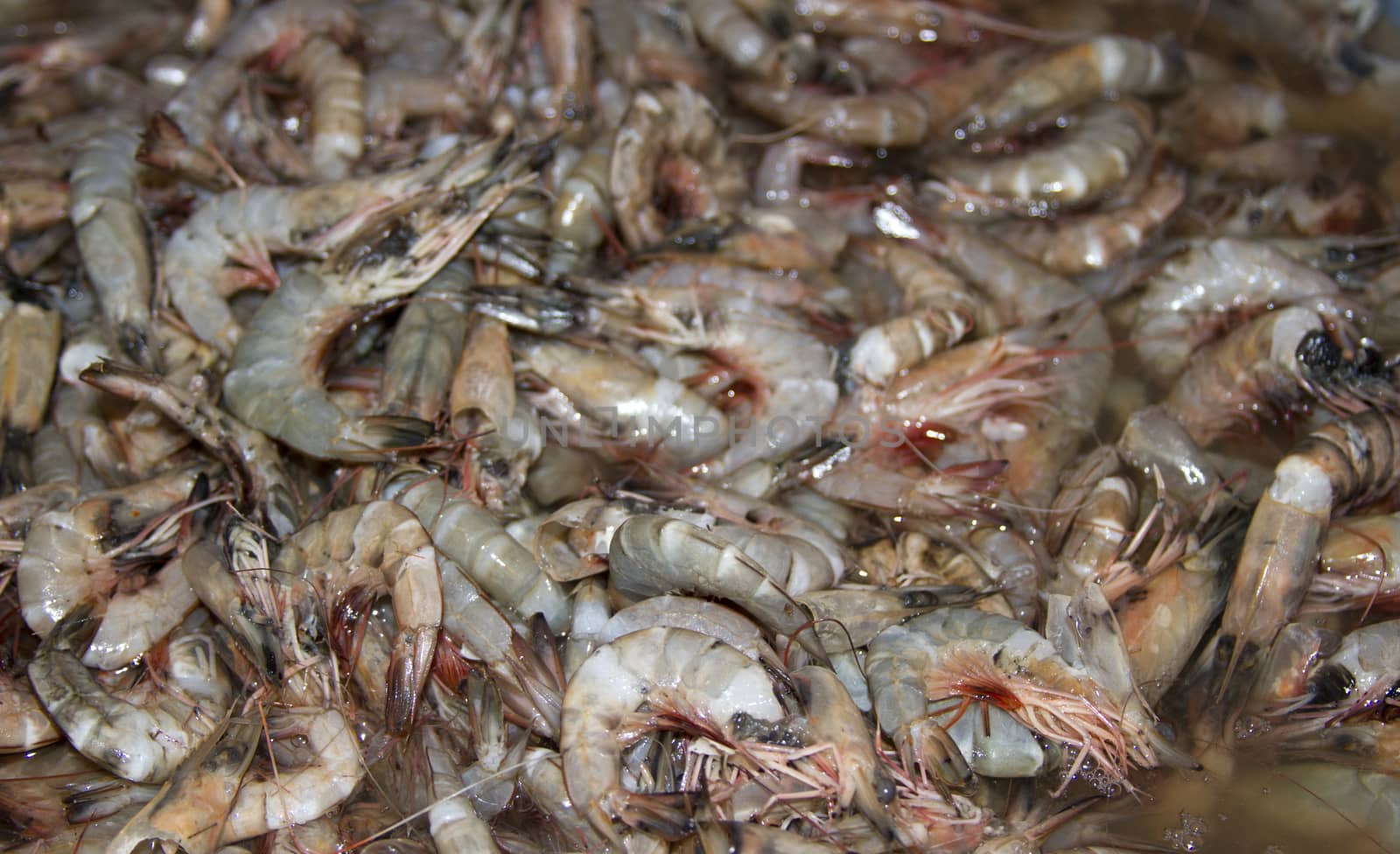 Fresh prawns on a fish market in India, Goa.
