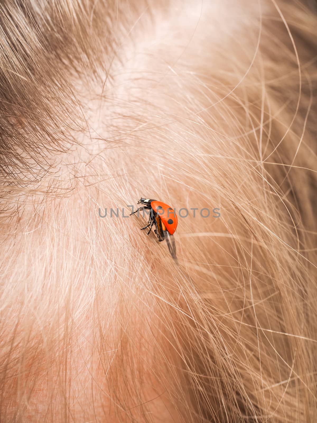 Ladybird walking in a persons hair with folded wings by Arvebettum