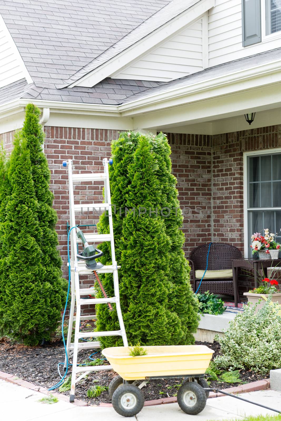 Yard work around the house with a stepladder standing alongside an Arborvitae or Thuja tree with a small yellow metal cart for removing the branches trimmed off to maintain its tapering shape