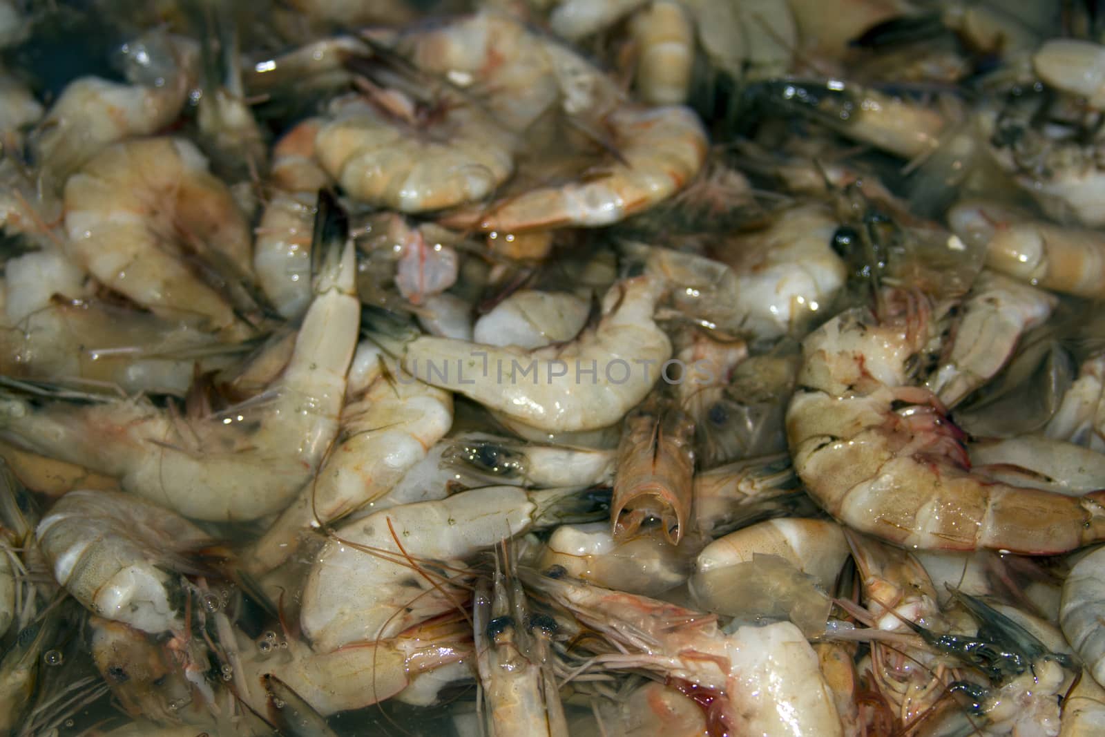 Fresh prawns on a fish market in India, Goa by mcherevan