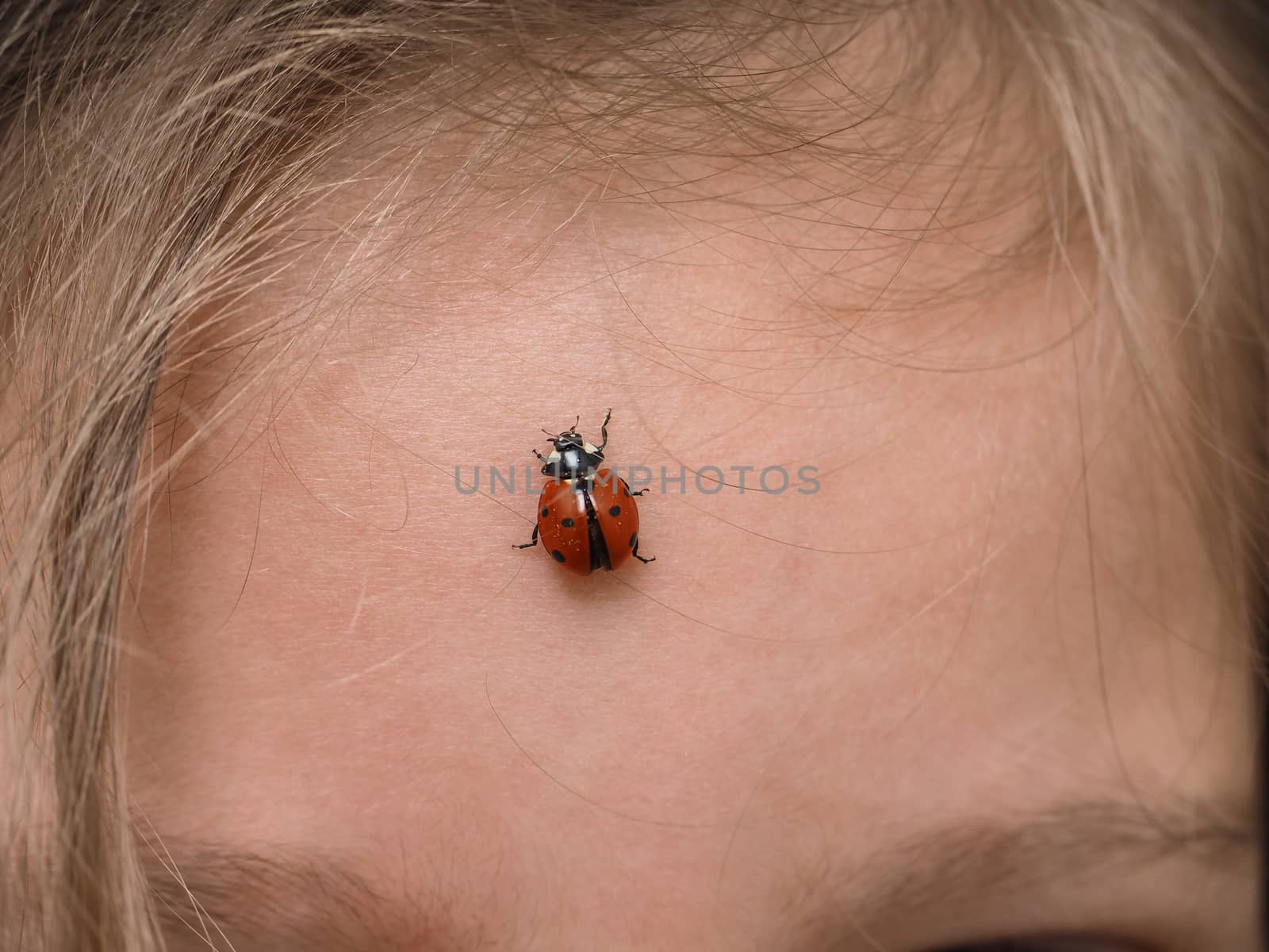 Closeup of ladybird bug on forehead walking towards hair by Arvebettum