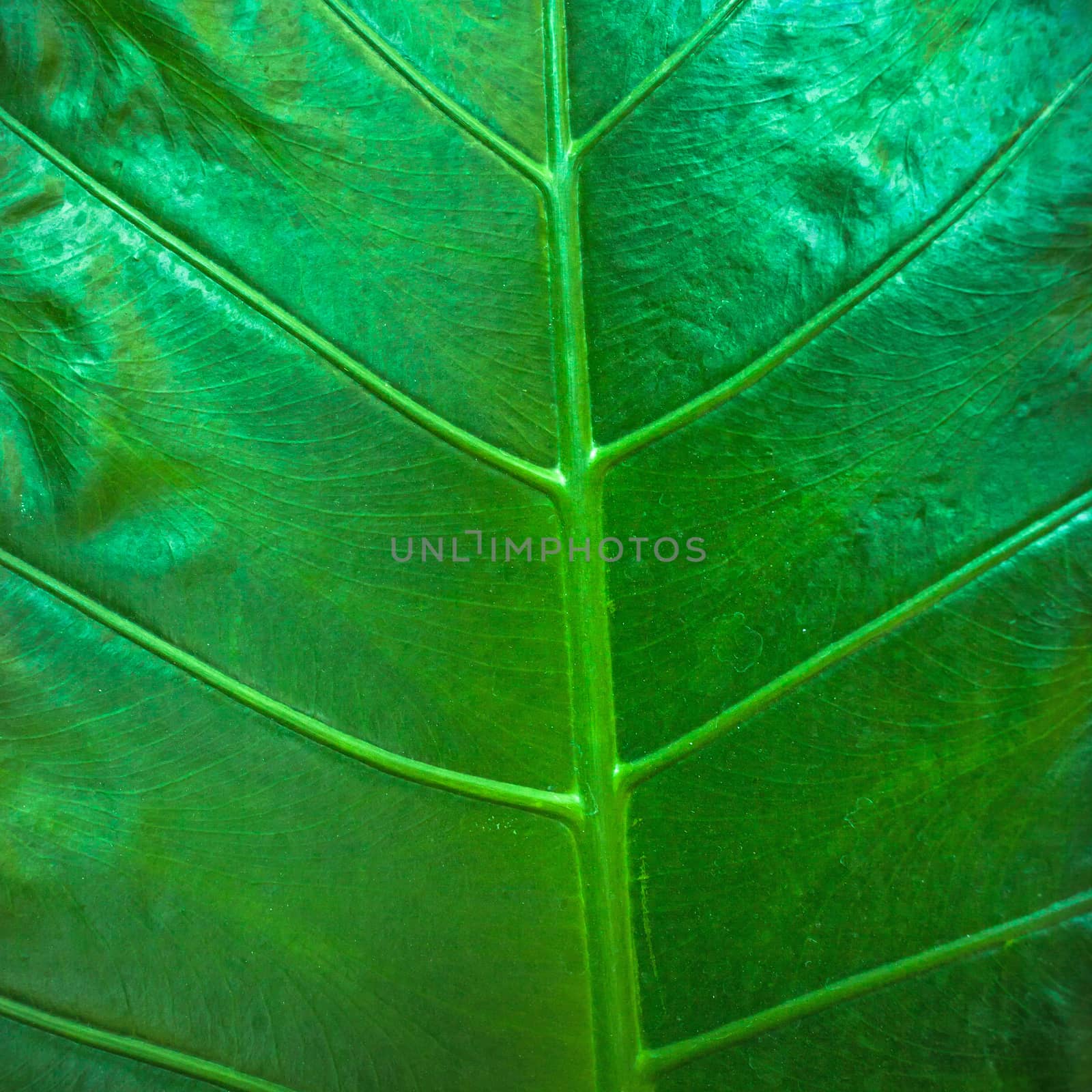 Close up natural backlight green leaf background texture .