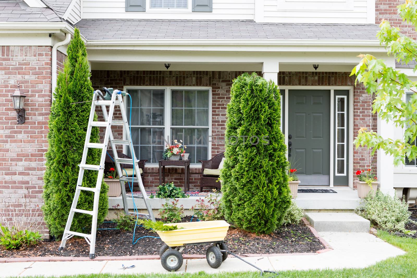 Springtime trimming of Arborvitae or ornamental evergreen Thuja trees growing in a flowerbed in front of a house using a stepladder, trimmer and small yellow cart to remove debris and foliage