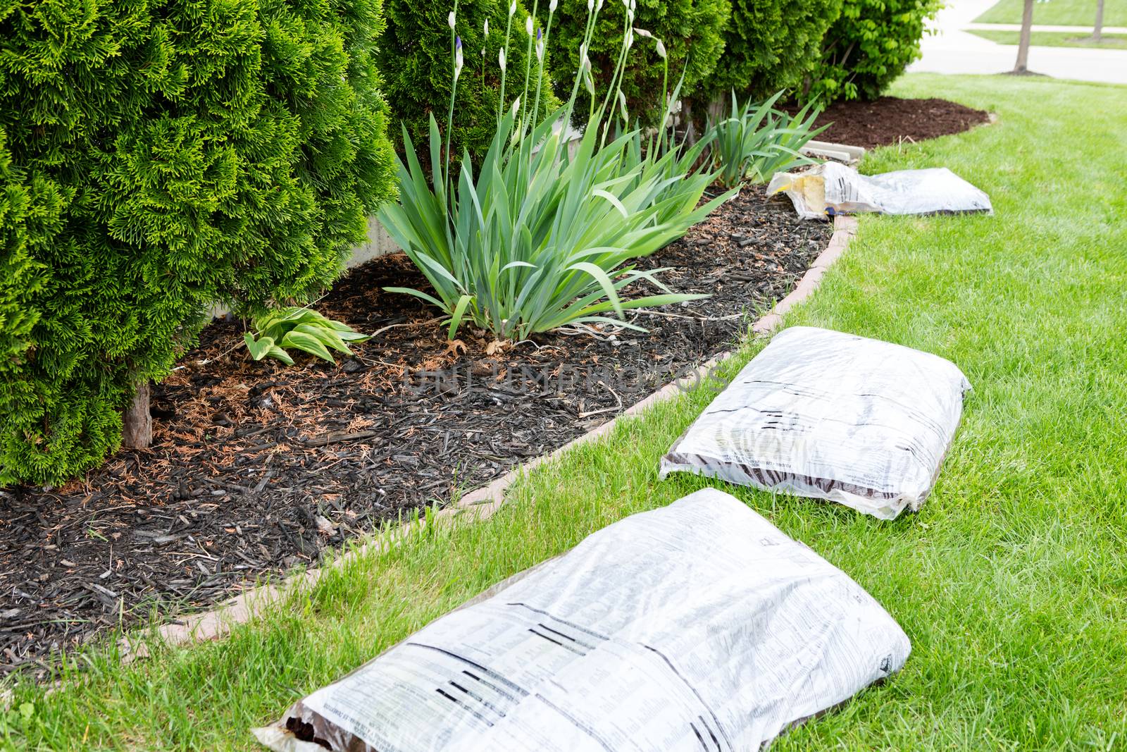 Garden work in spring mulching the plants growing in flowerbeds alongside the house with organic mulch such as bark or wood chips supplied in bags by the nursery