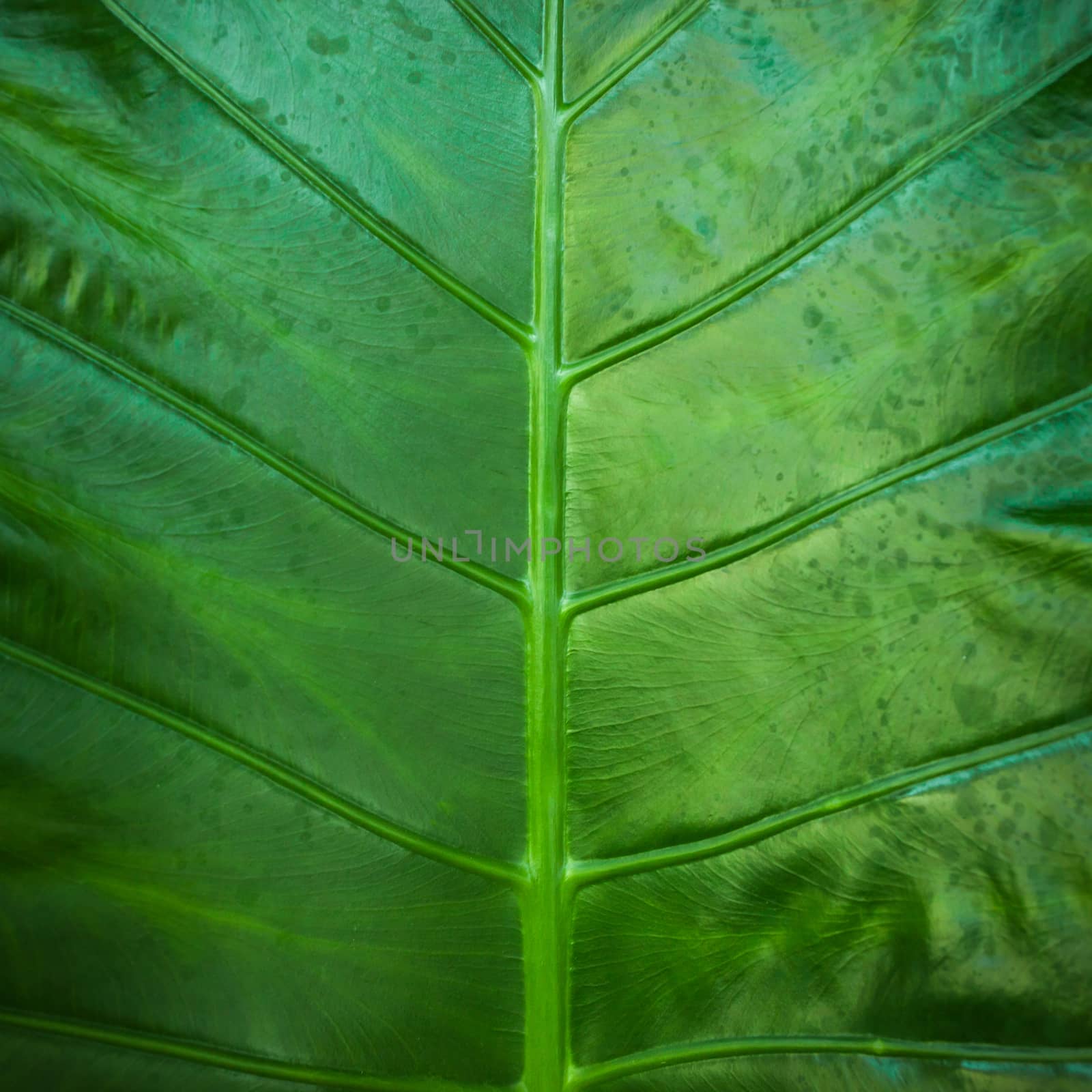 Close up natural backlight green leaf background texture by nopparats