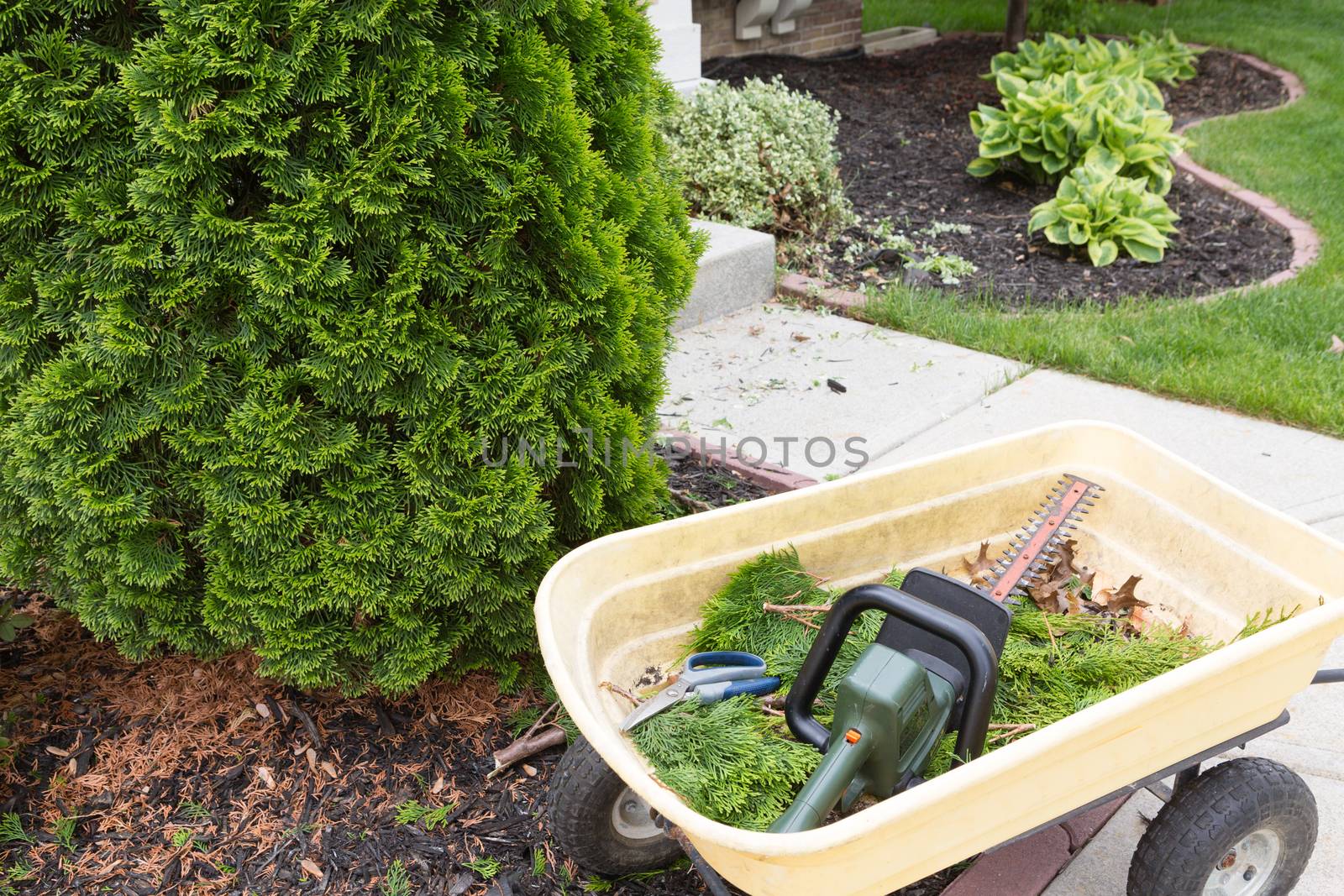 Using a hedge trimmer to trim Arborvitaes or evergreen Thuja trees around the house to maintain their ornamental tapering shape in spring