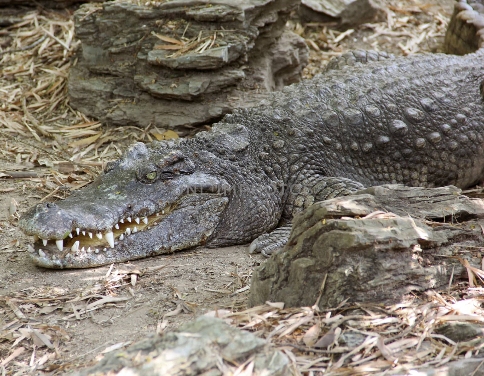 Close-up crocodile resting on ground