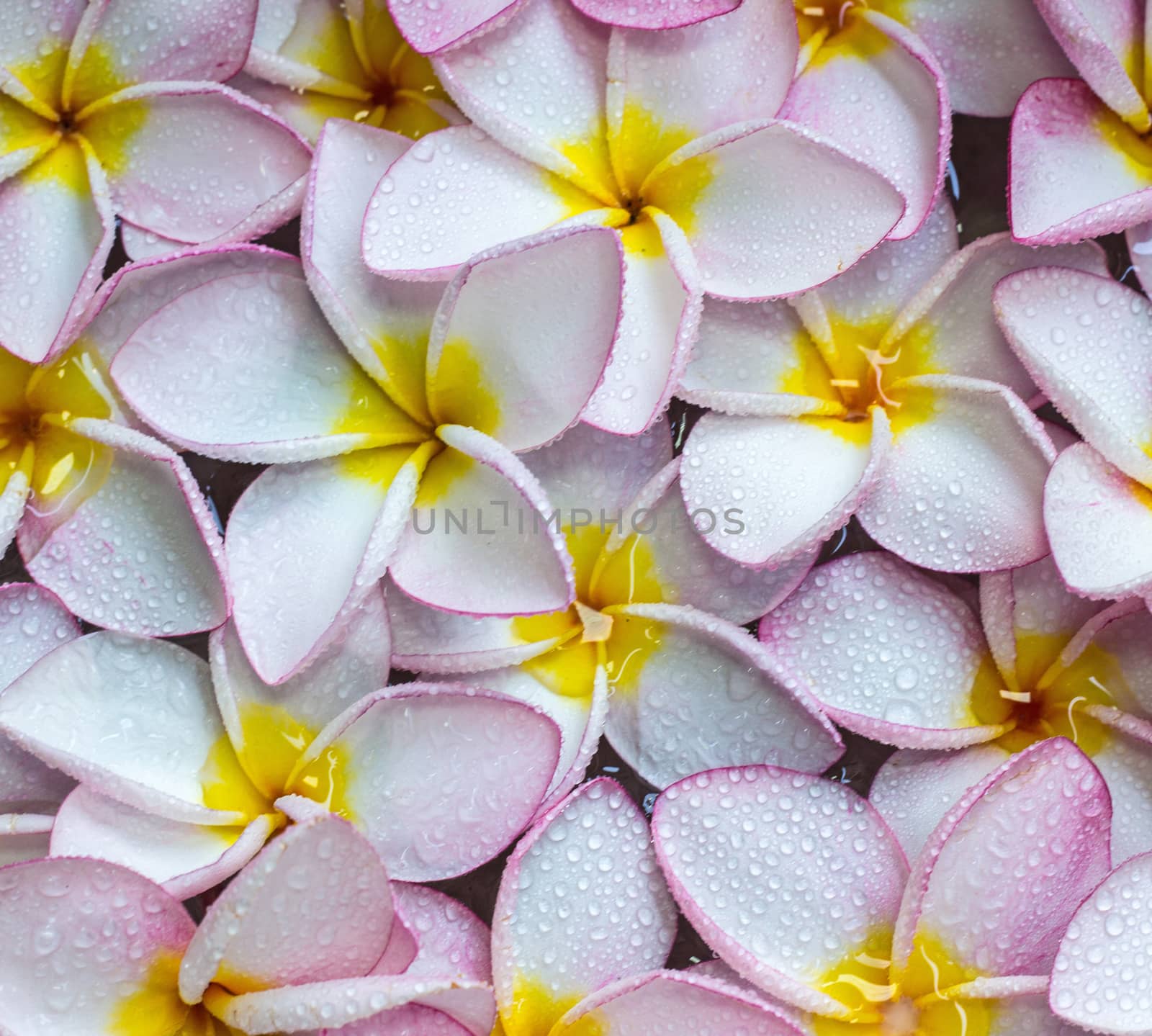 Pink frangipani flowers with on the water