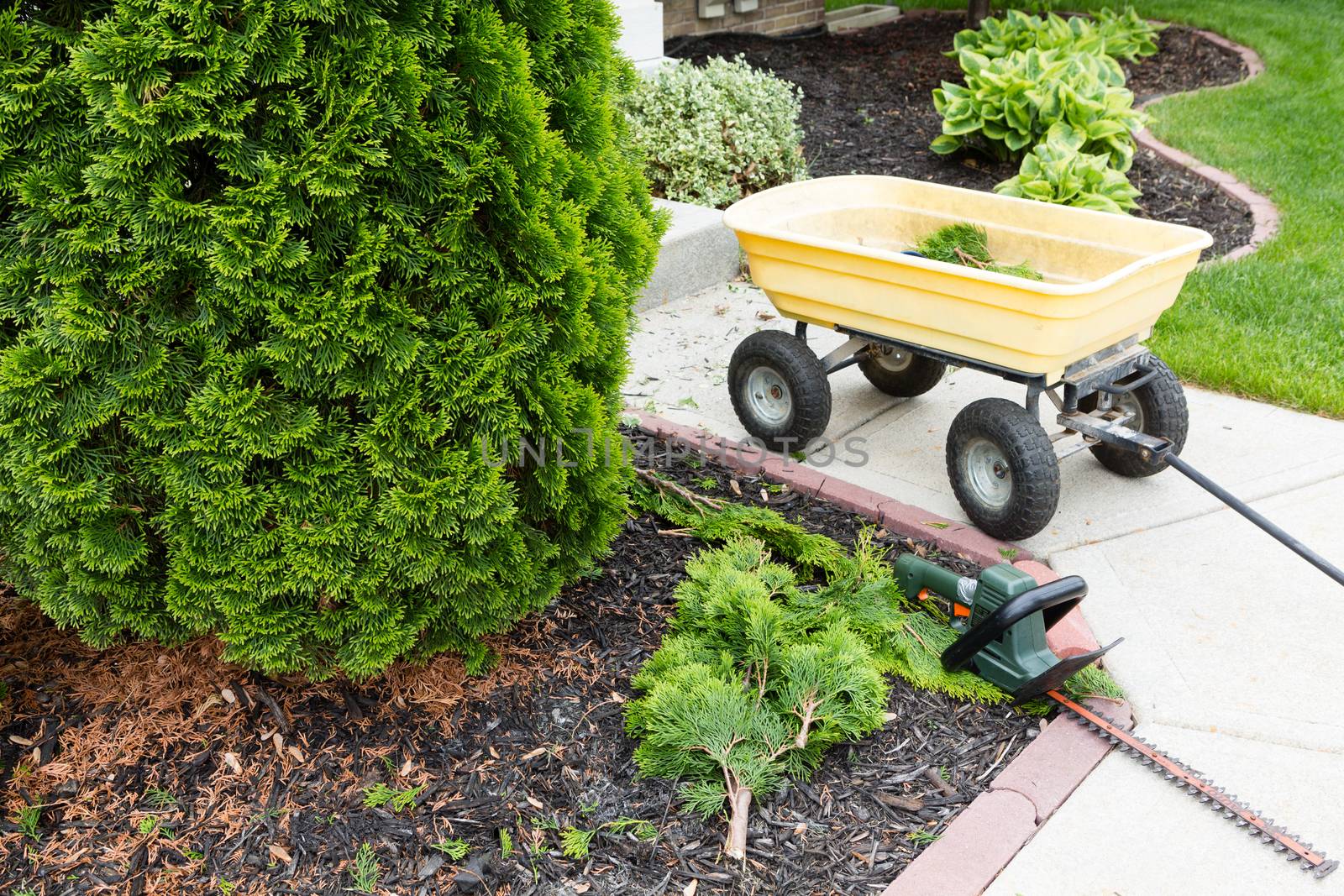 Garden tools used to trim arborvitaes in spring with a handheld hedge trimmer and small yellow metal cart standing alongside the evergreen Thuja trees