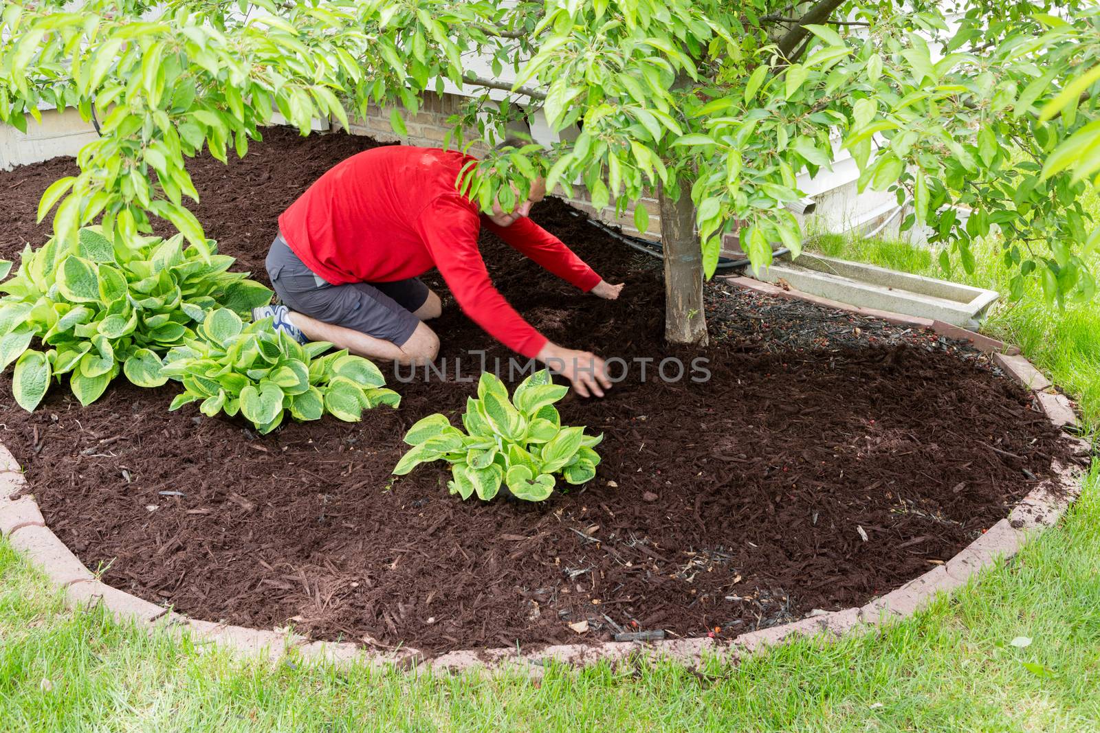 Male gardener working in the garden doing the mulching at the start of spring kneeling in a flowerbed spreading the mulch around a tree trunk