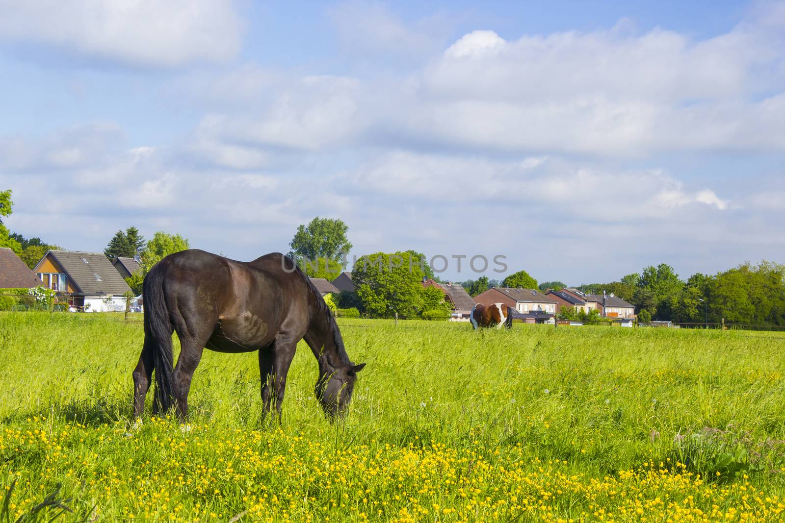 Horses on a spring pasture by miradrozdowski