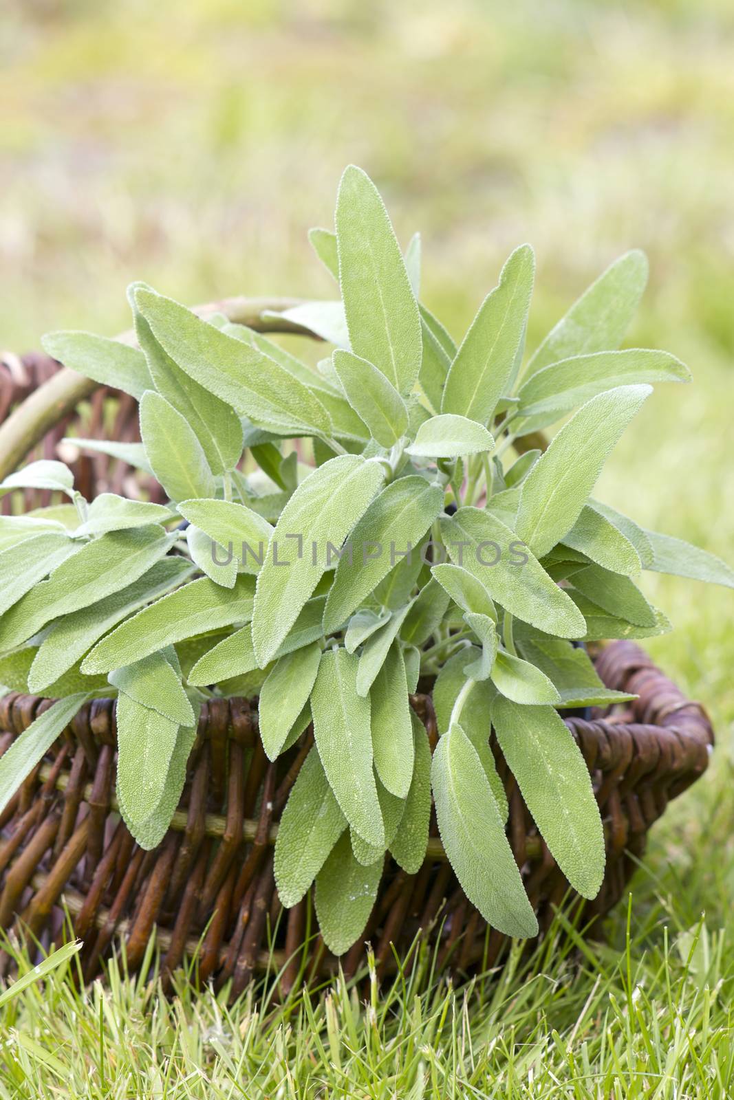 basket with fresh sage in the garden