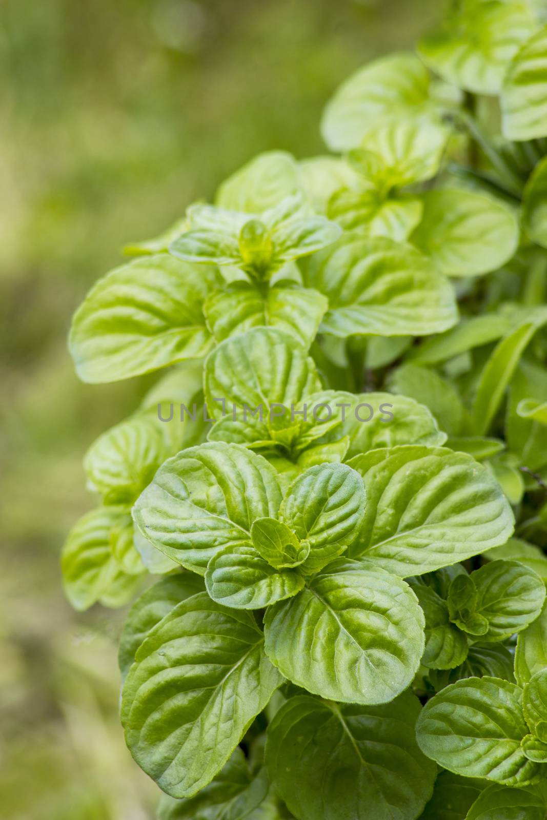 Mint plant grown at garden by miradrozdowski