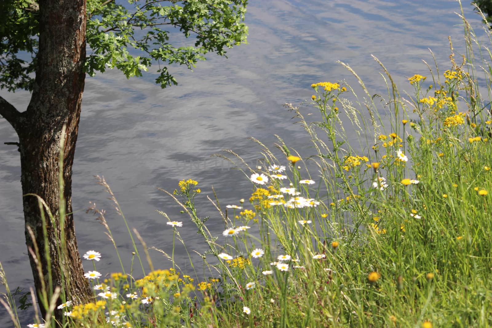 Leucanthemum vulgare, the ox-eye daisy or oxeye daisy