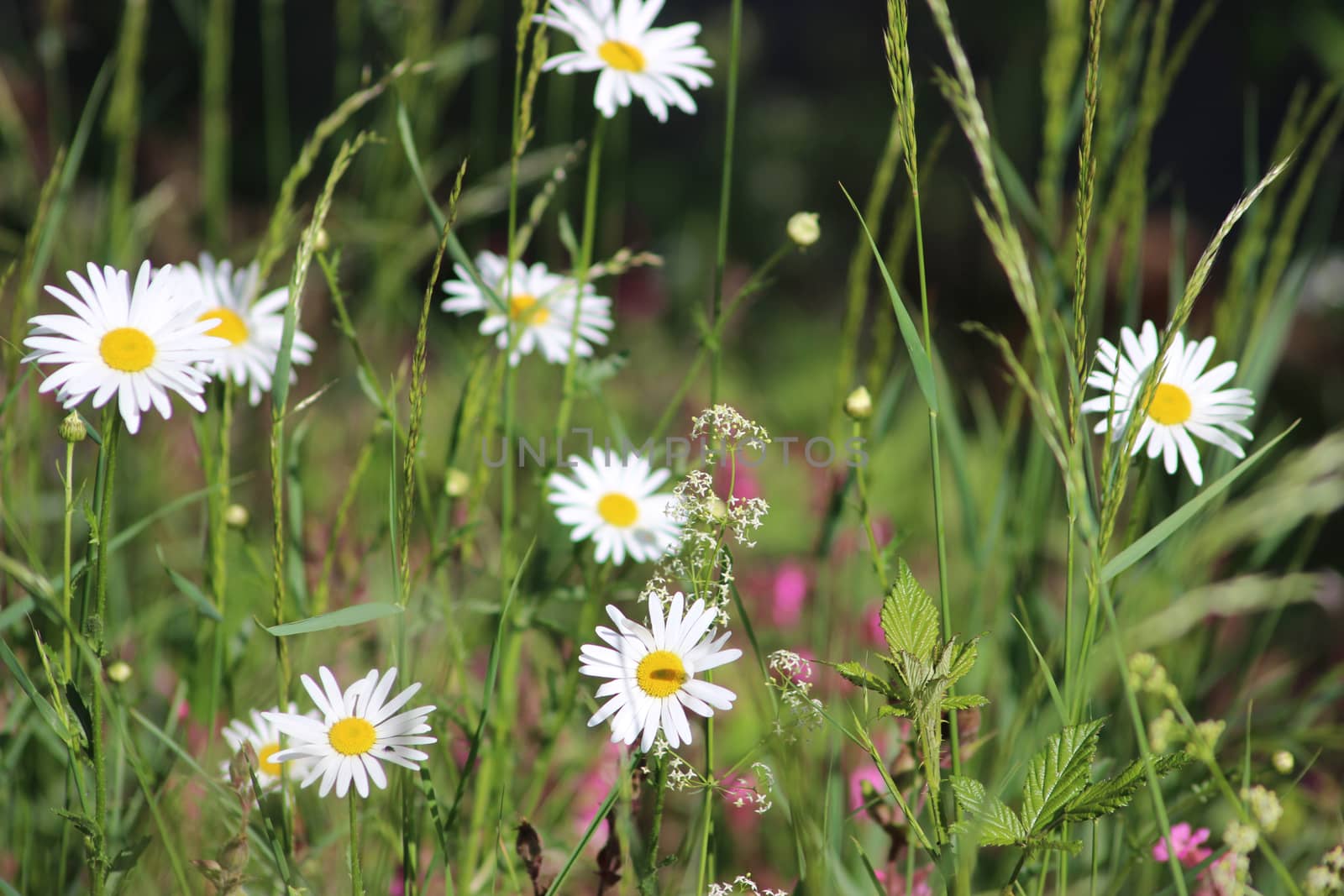 Field of daisies by bensib