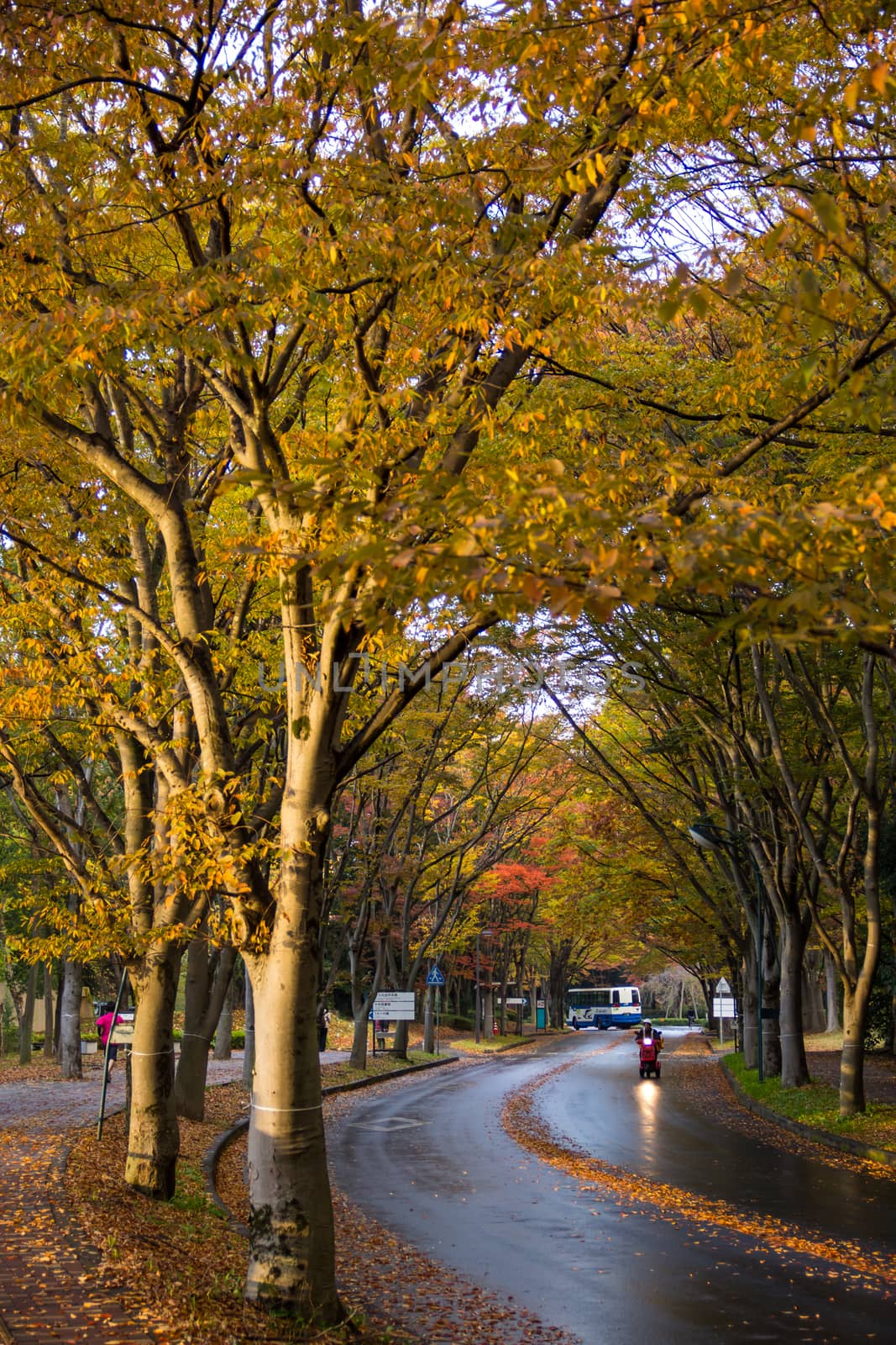 Tunnel from trees growing and road path