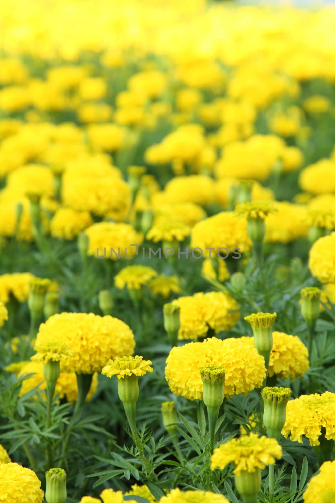 Yellow flower marigold by liewluck