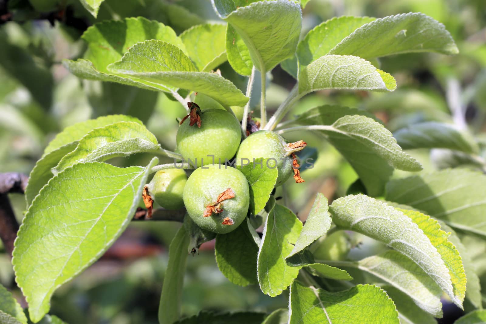 Green And Red Apple Hanging On Tree