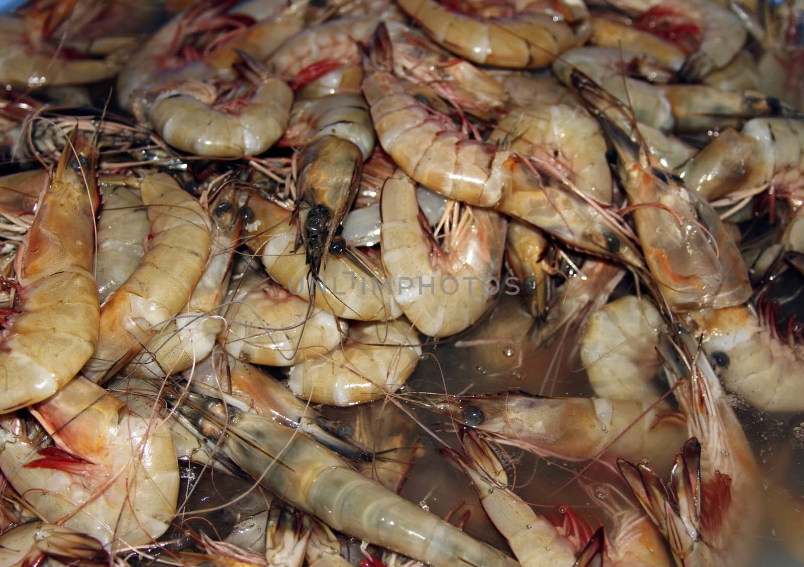 Fresh prawns on a fish market in India, Goa by mcherevan