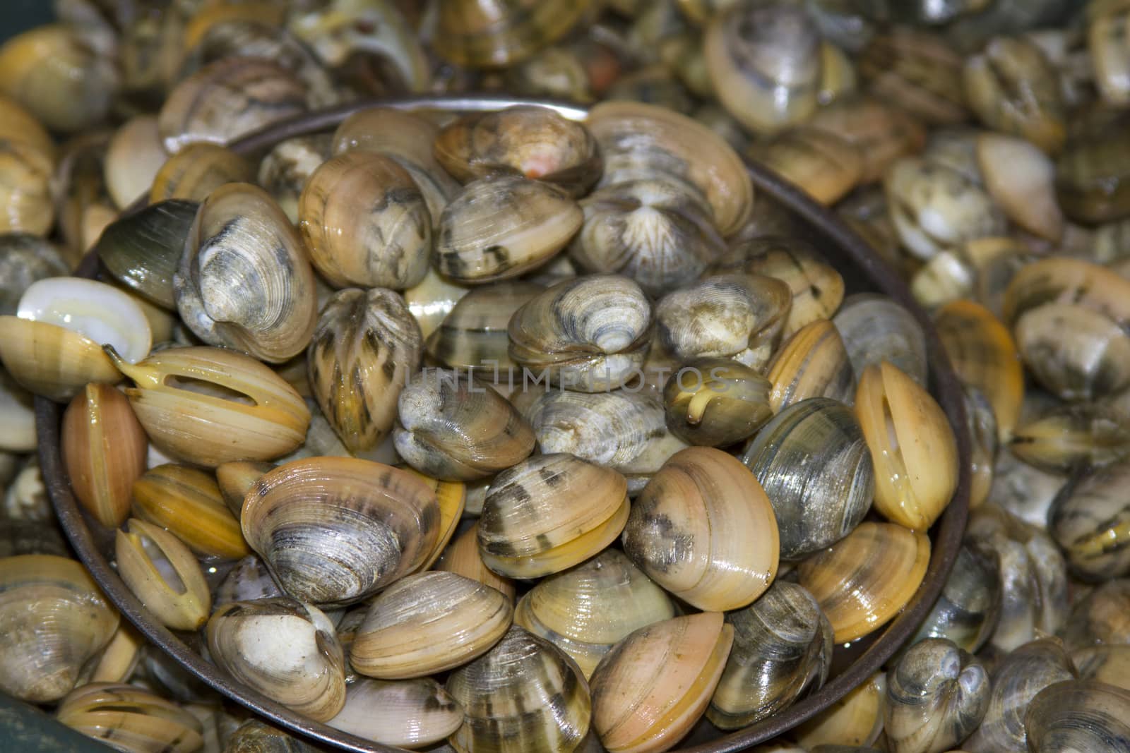 Fresh langola cockleshells on a fish market in India, Goa by mcherevan