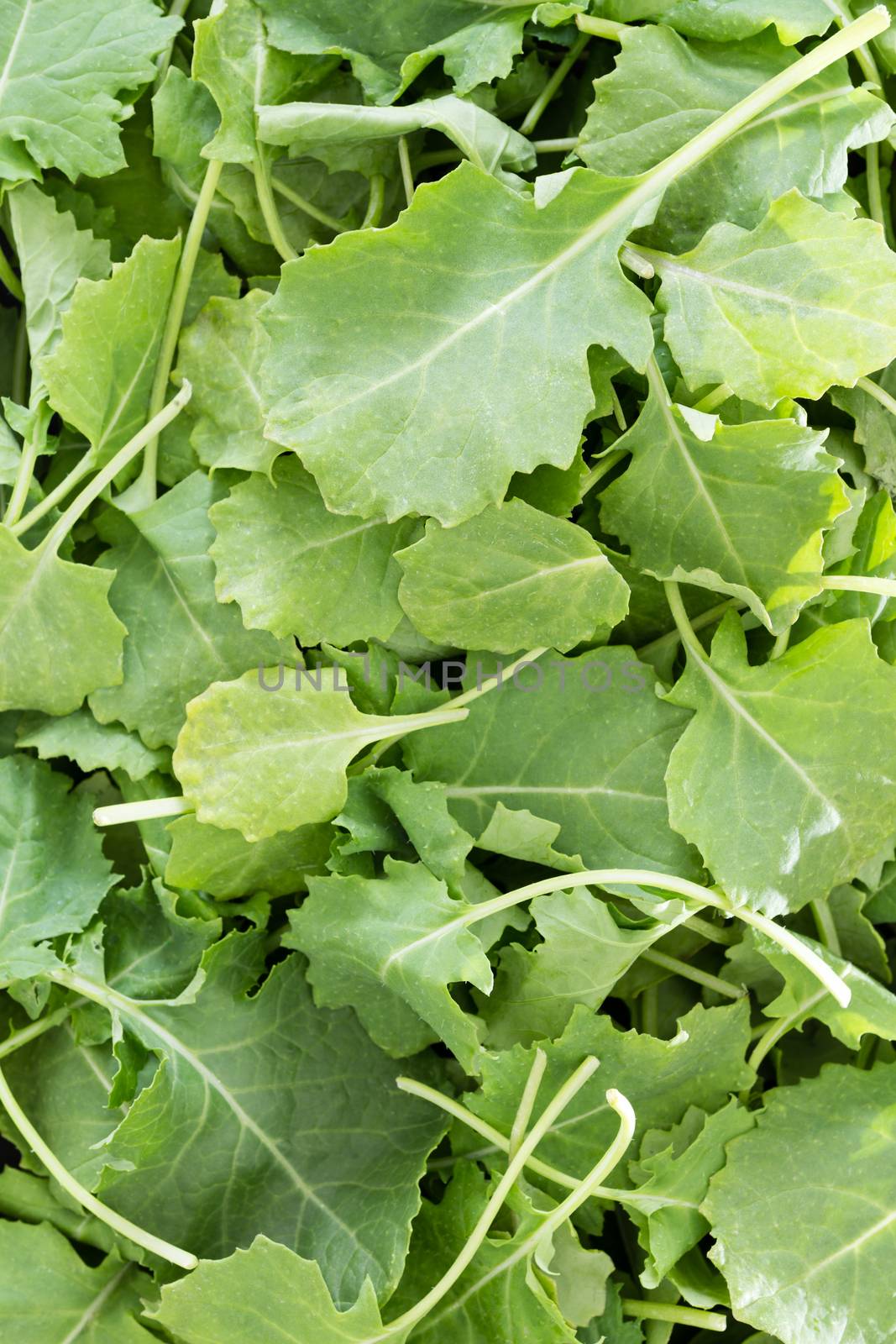 Background texture of fresh green baby kale leaves that have been washed and drained ready for use in a salad