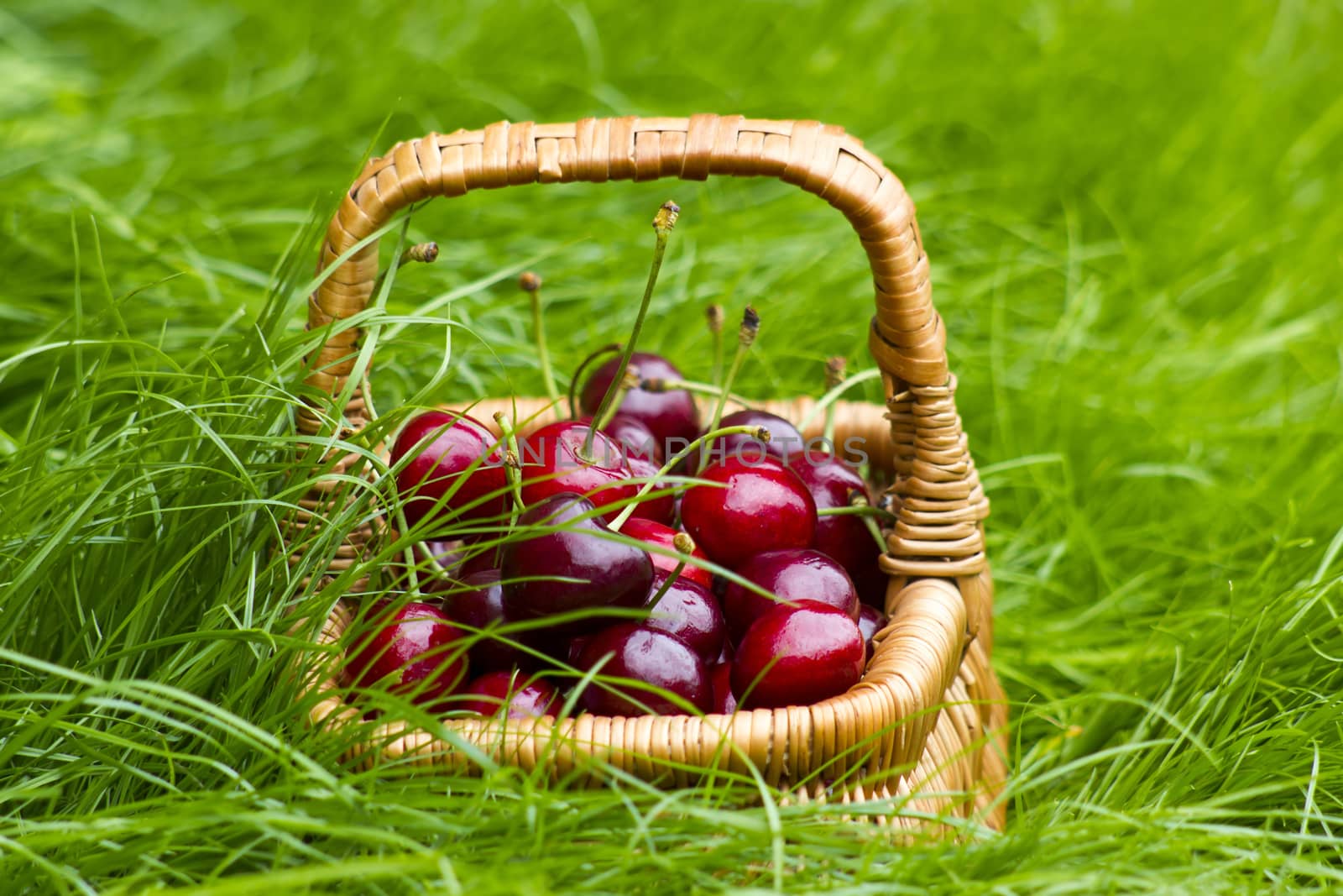 cherries in a basket in summer grass