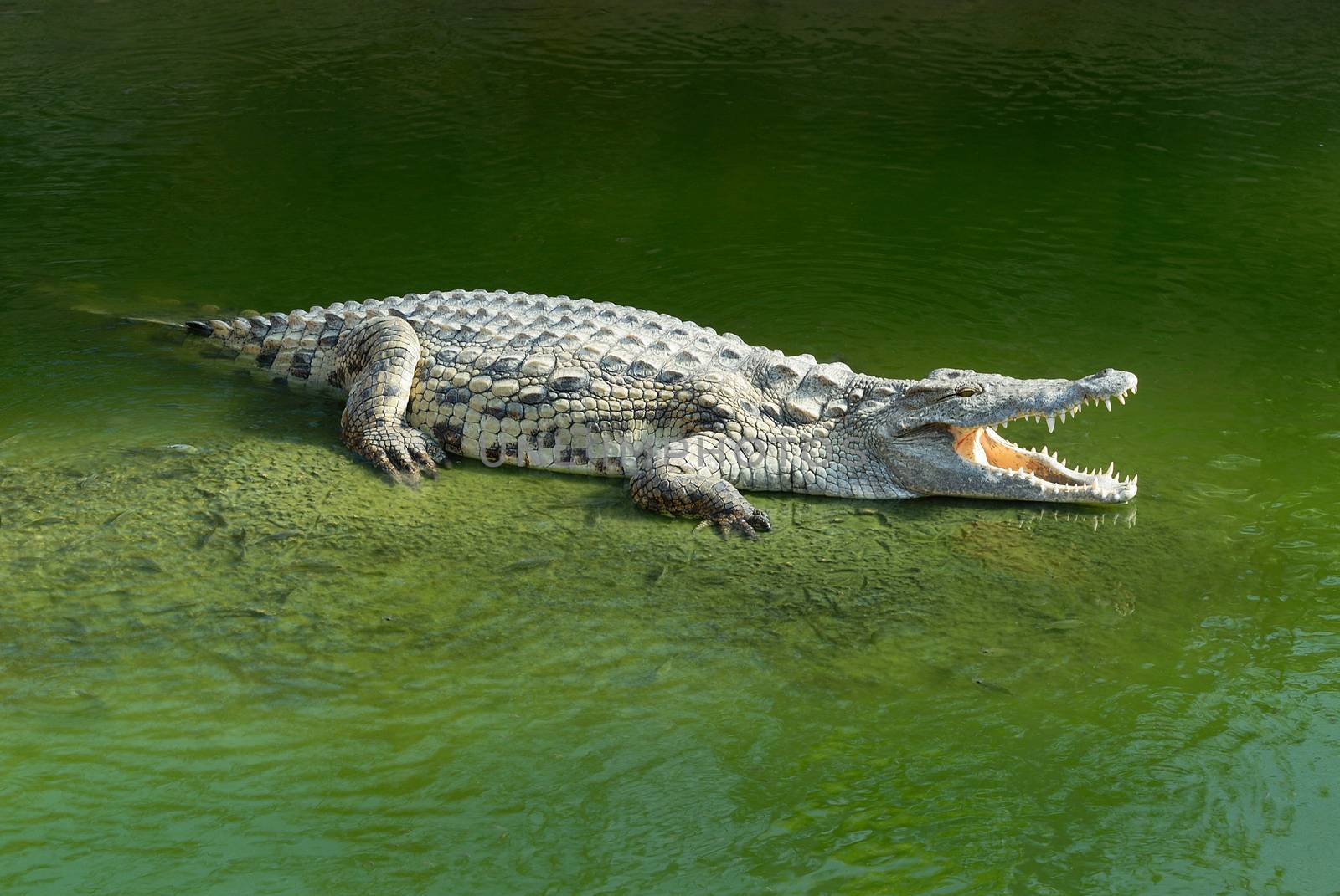 Alligator Mississipiensis wide open mouth 