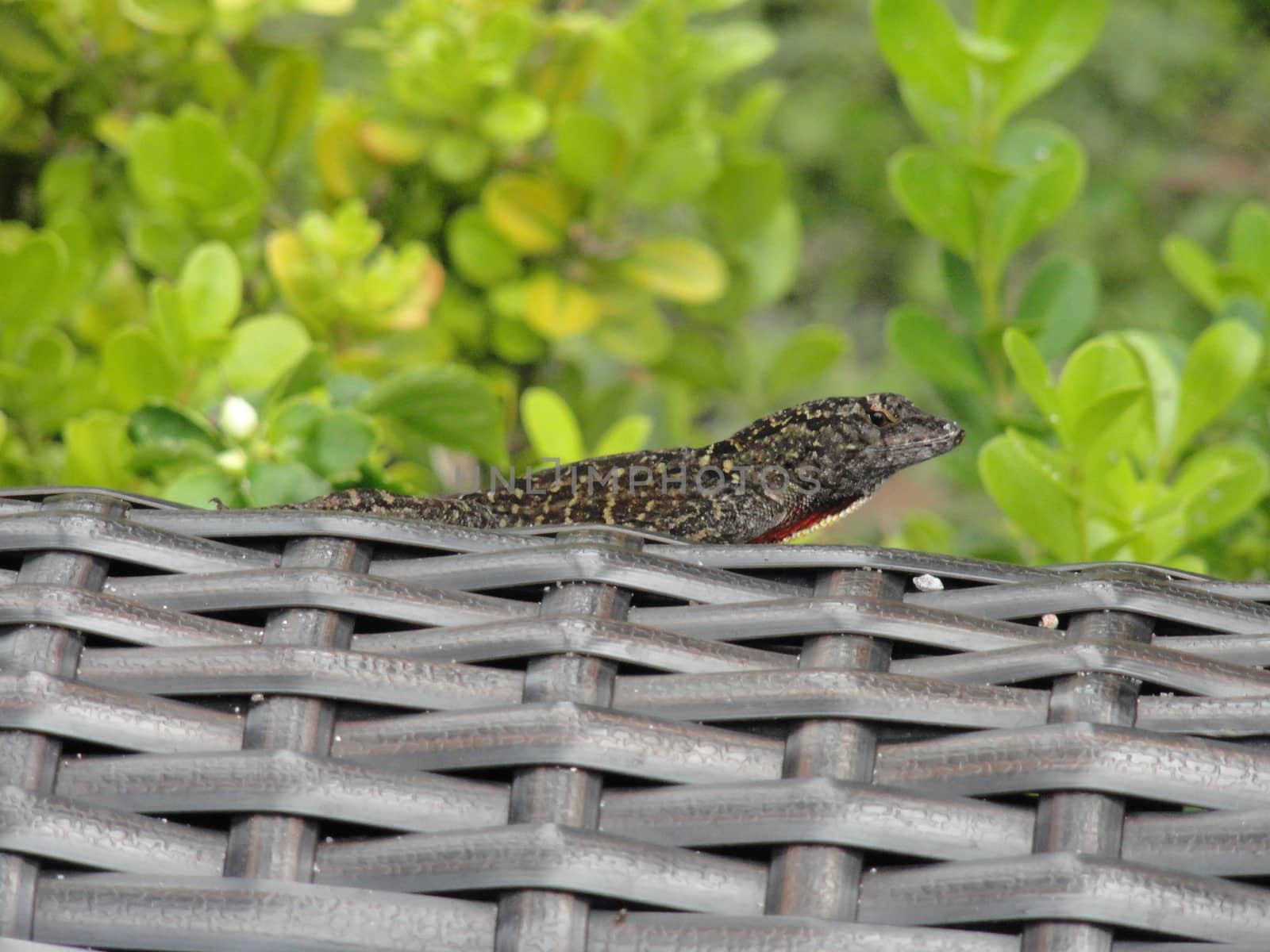 Close Up Of A Male Brown Anole ( Anolis Sagrei)
