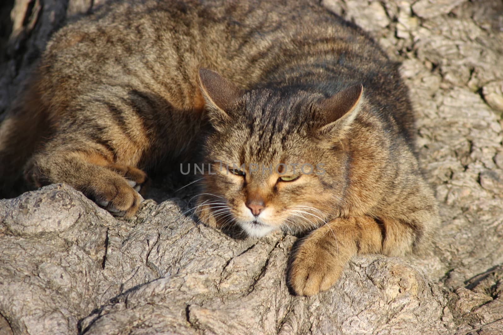 Wild cat sleeping on the roots of a tree