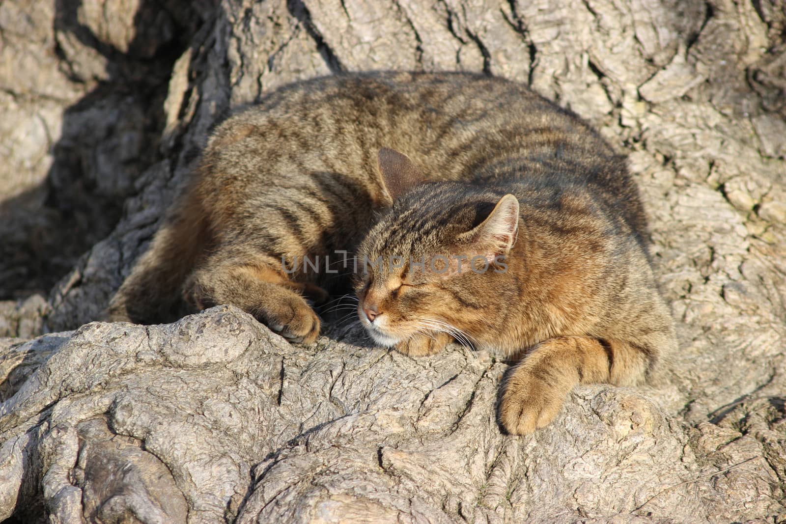 Sleeping cat under a tree by bensib