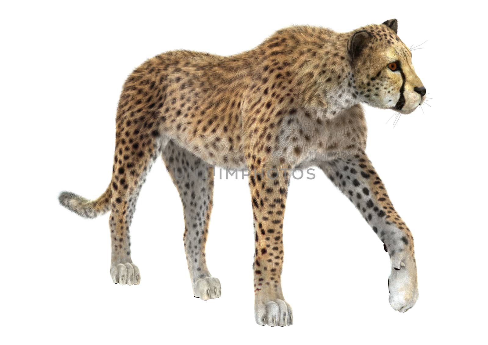 3D digital render of a big cat cheetah isolated on white background