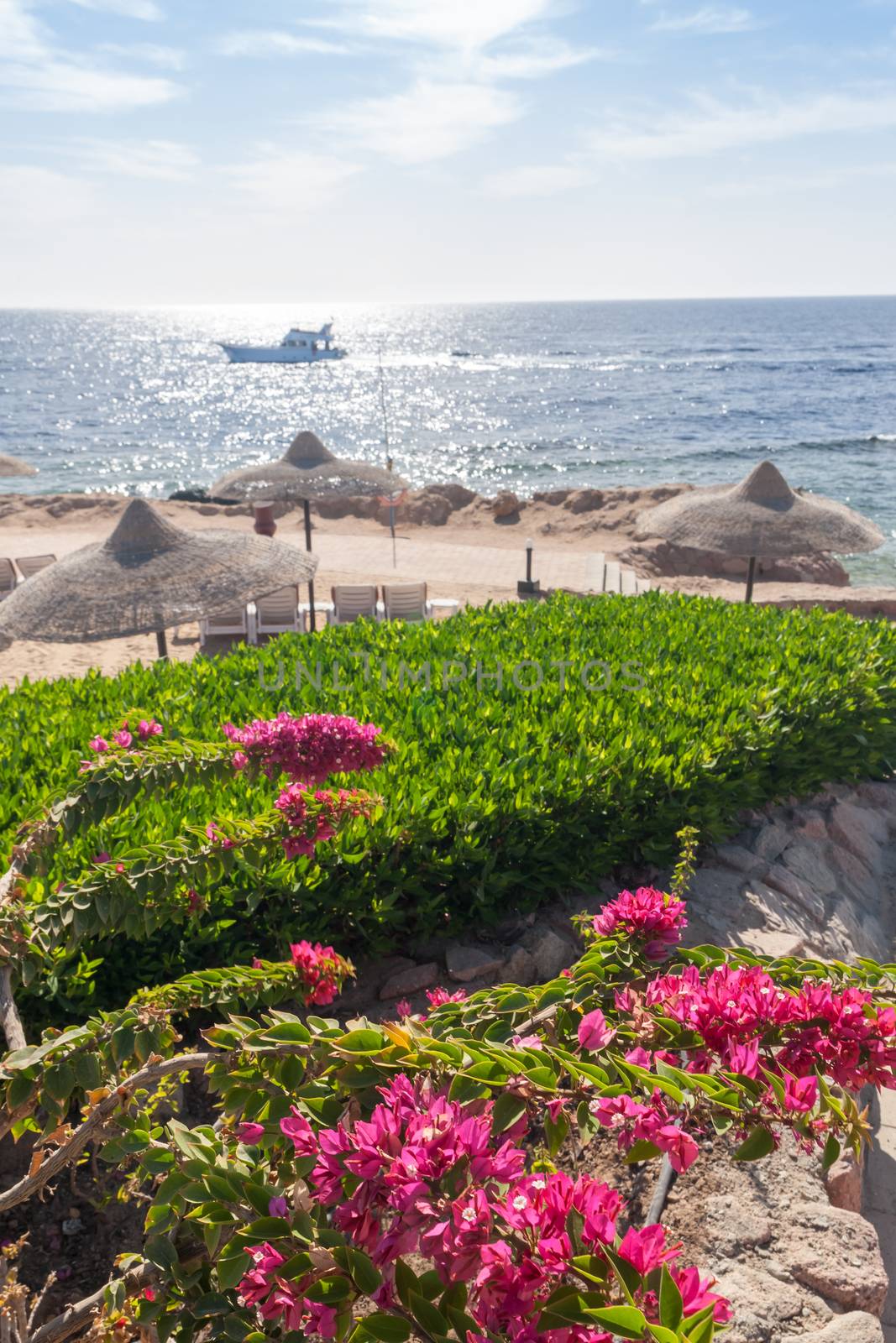 Beach at the luxury hotel, Sharm el Sheikh, Egypt by master1305