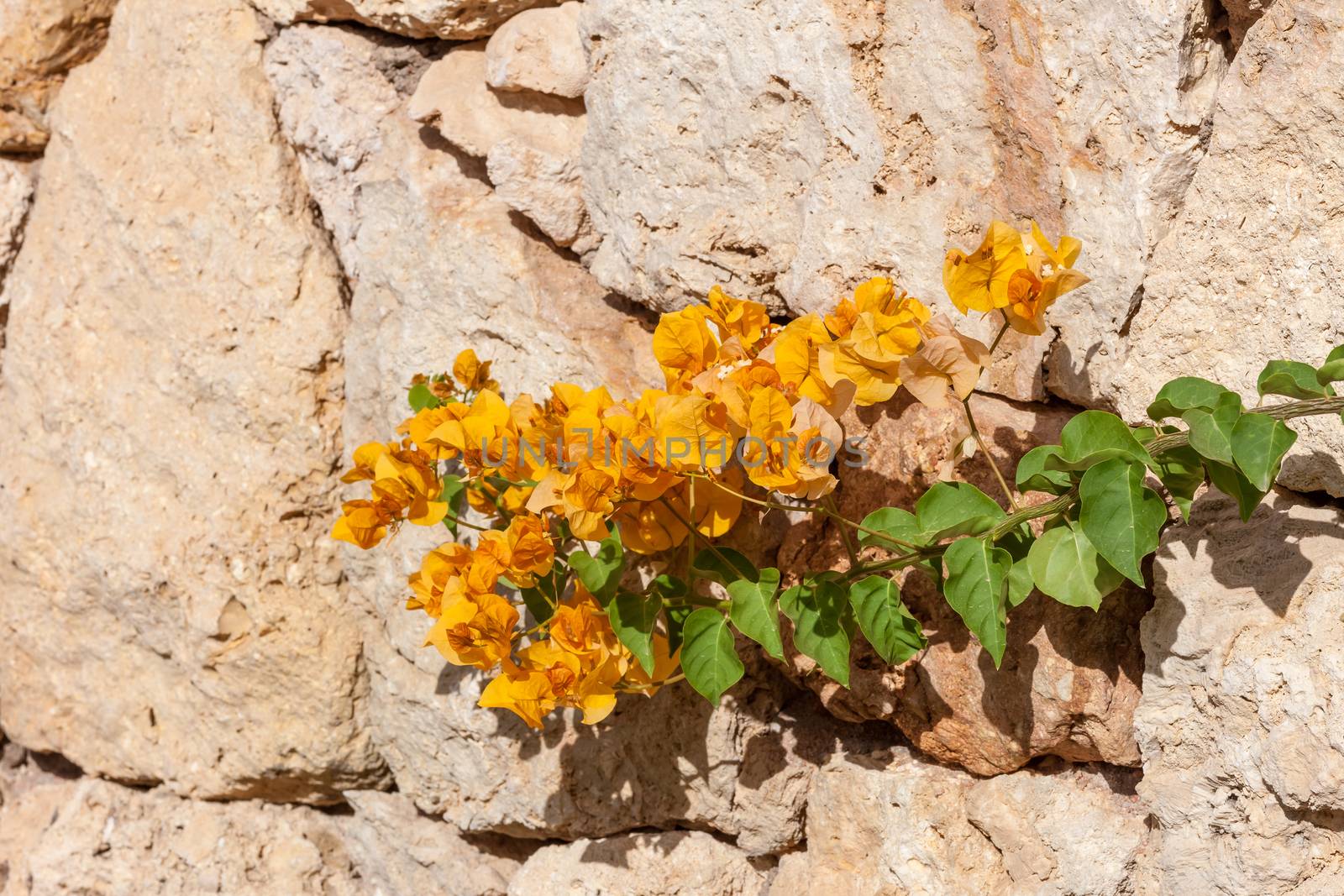 Beauty yellow bougainvillea  on the background of stone, Sharm el Sheikh, Egypt