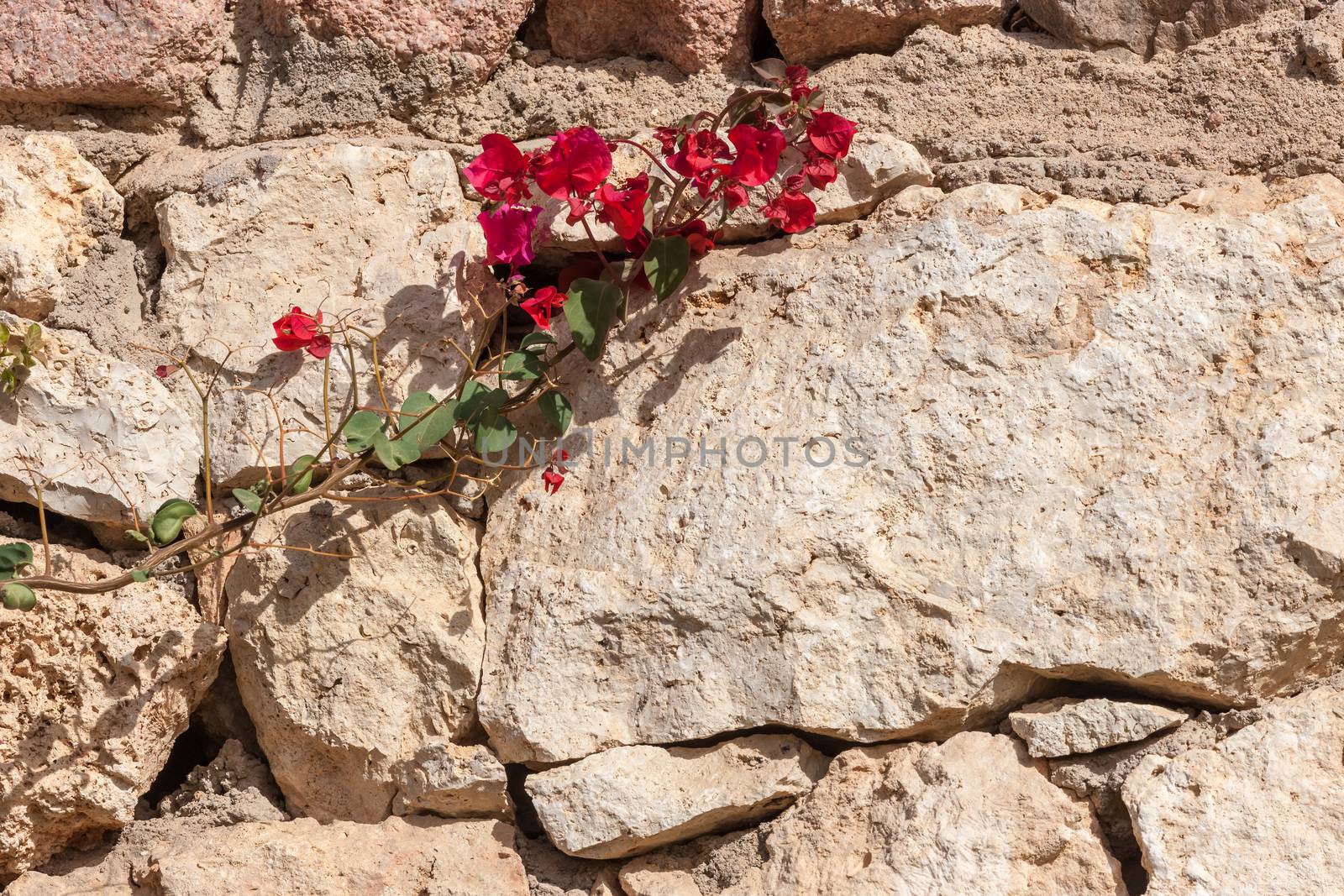 Beauty red bougainvillea  on the background of stone, Sharm el Sheikh, Egypt