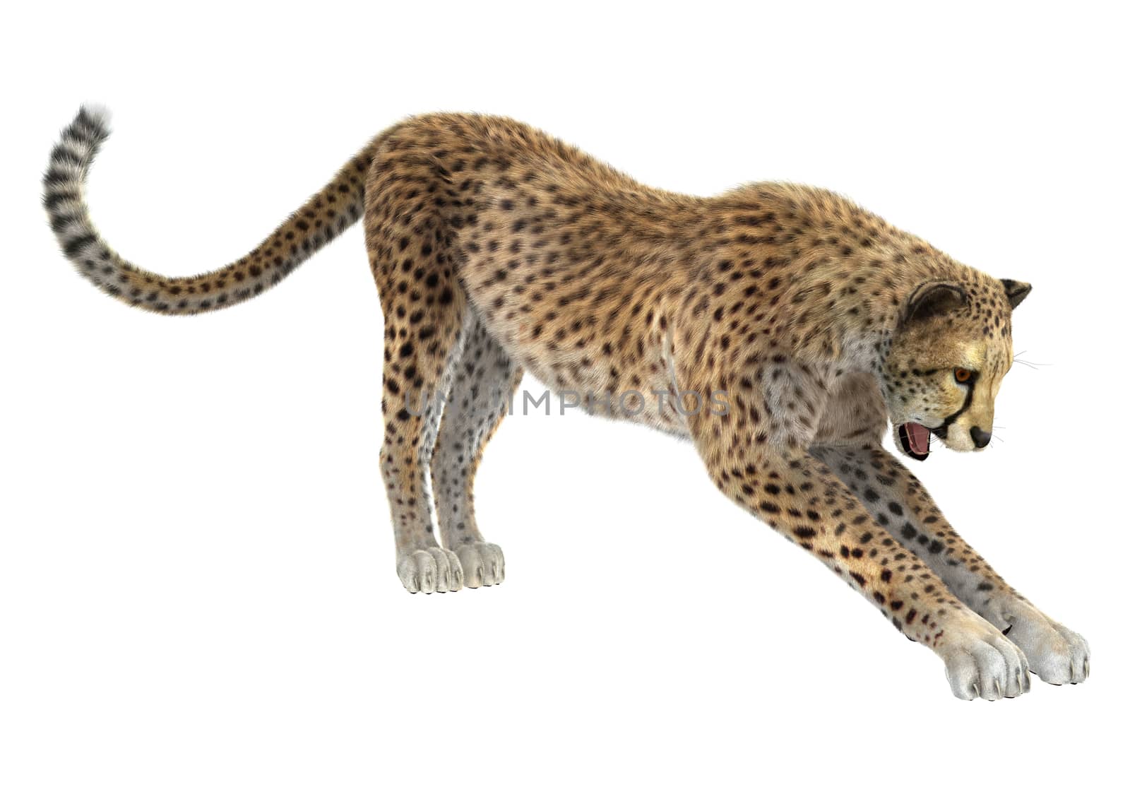 3D digital render of a big cat cheetah isolated on white background