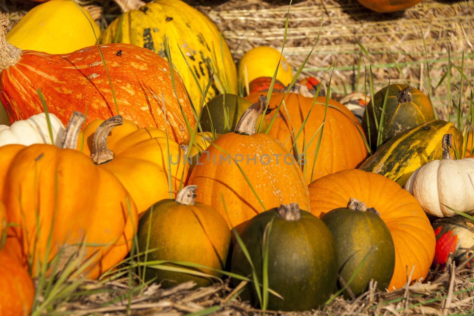 Different maxima and pepo cucurbita pumpkin pumpkins from autumn harvest on a market