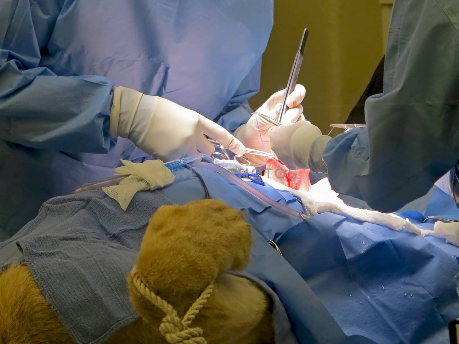 A vet suturing the stomach of a lioness