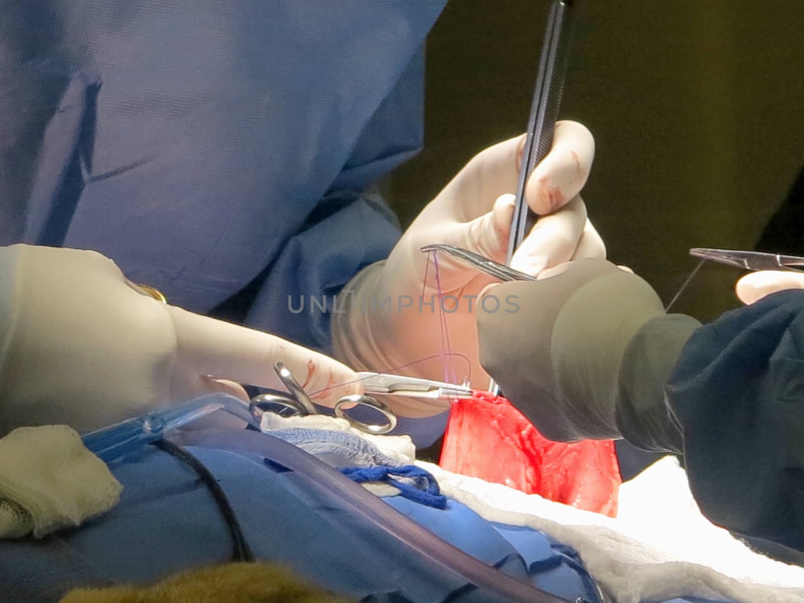 A vet suturing the stomach of a lioness