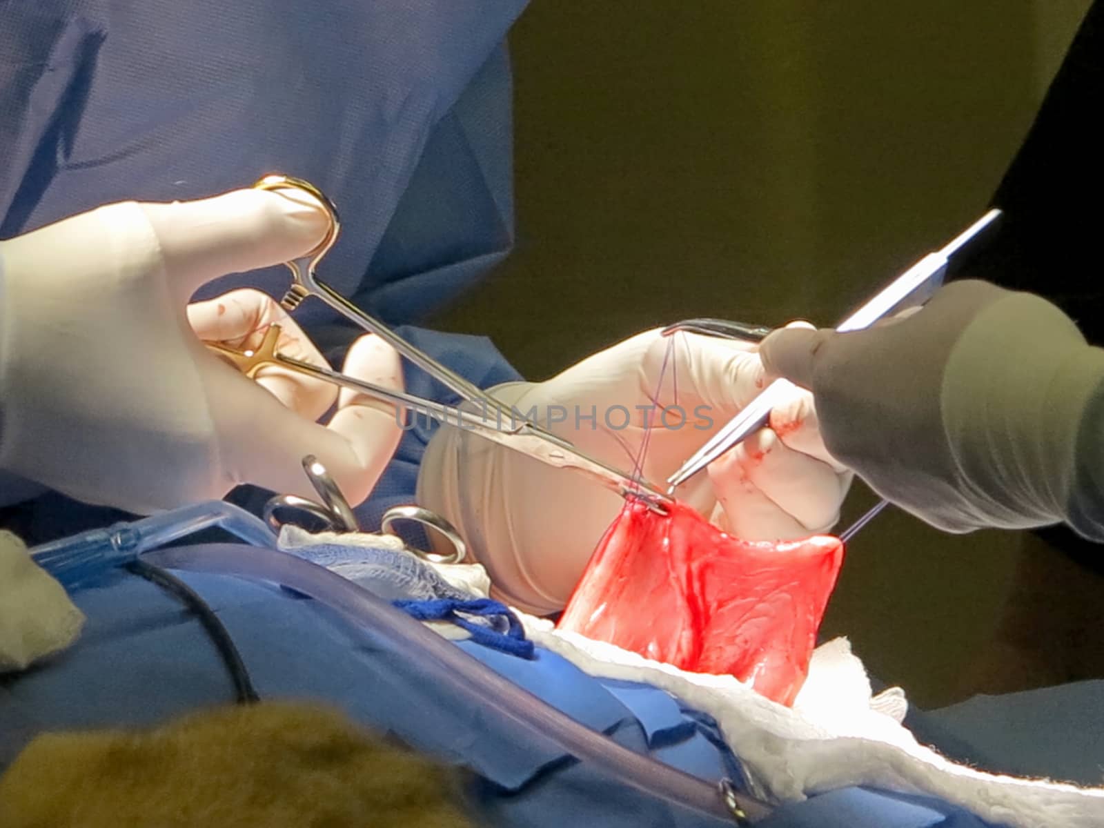 A vet suturing the stomach of a lioness