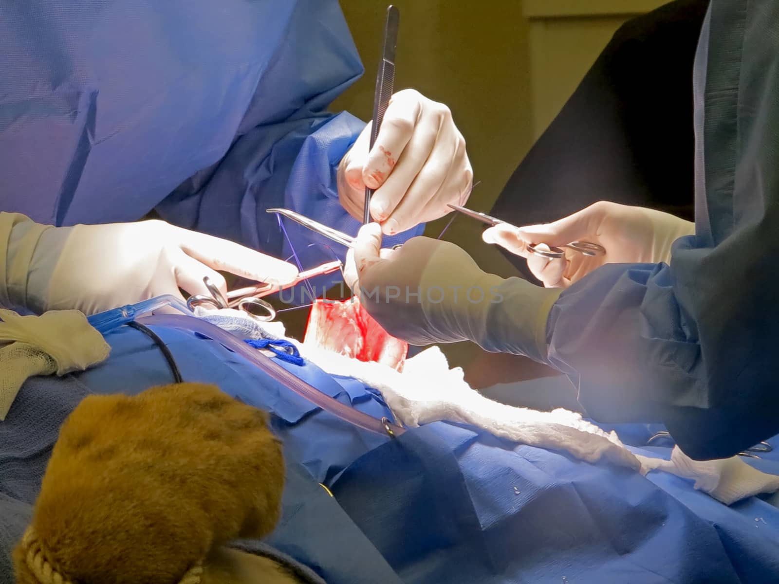 A vet suturing the stomach of a lioness